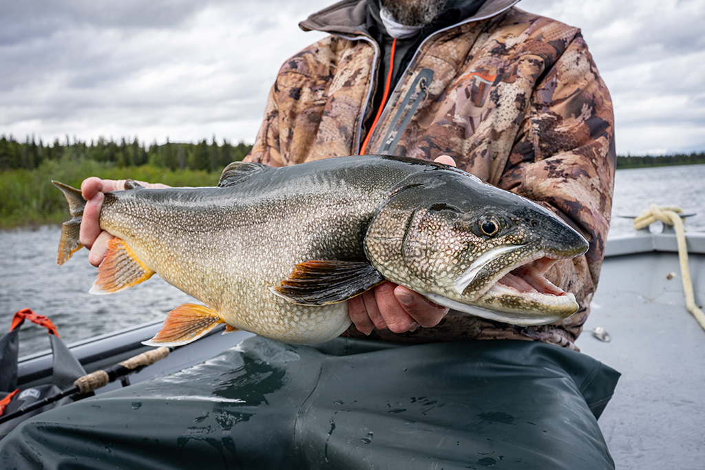 Trophy Lake Trout in the Narrows 