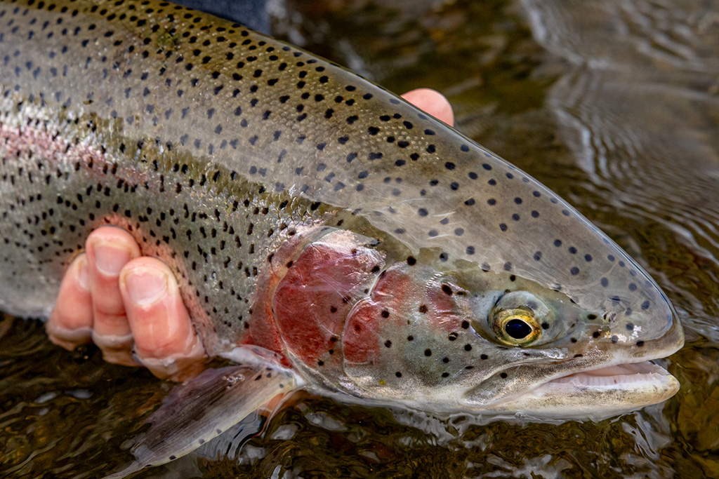 Rainbow Trout Fishing Agulapak River 