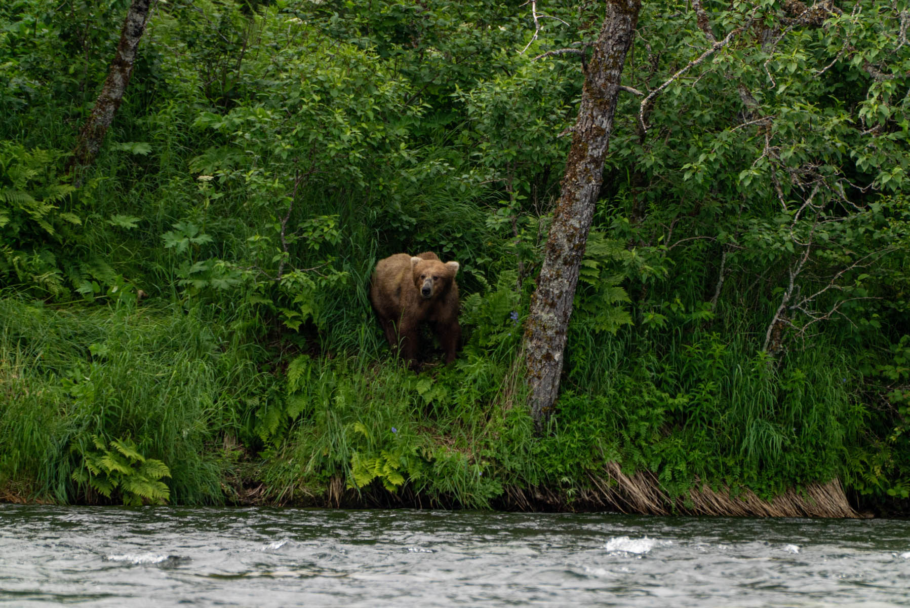 Solo Brown Bear Sniffing For Food
