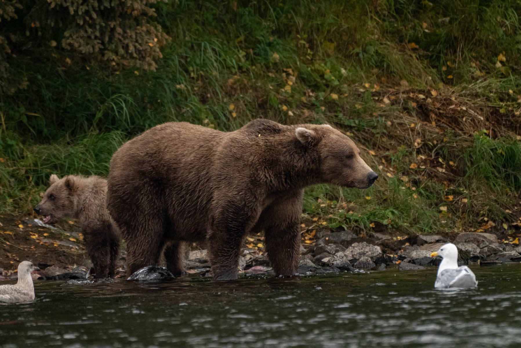 Brown Bear Feeding