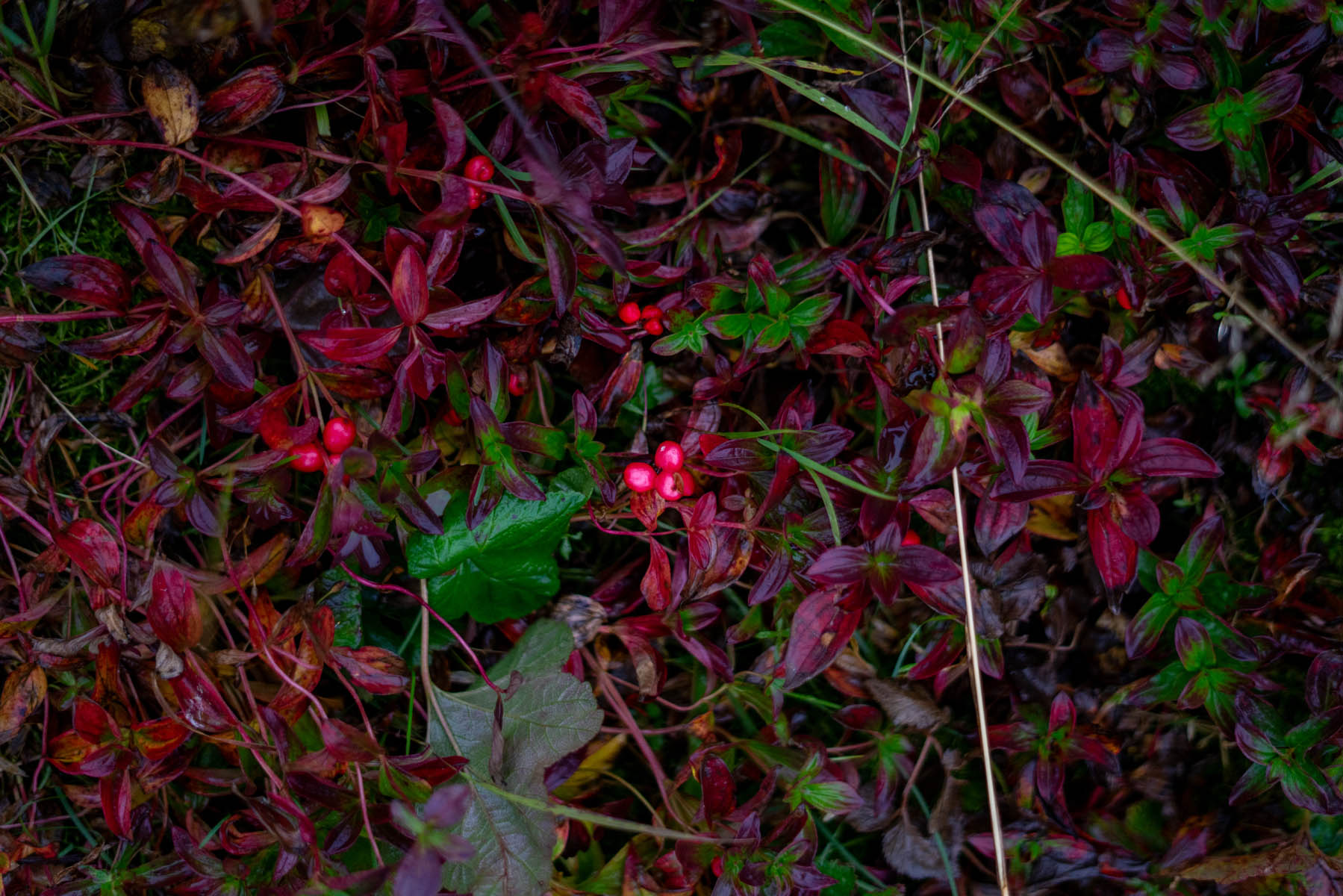 Fall colors and foraging