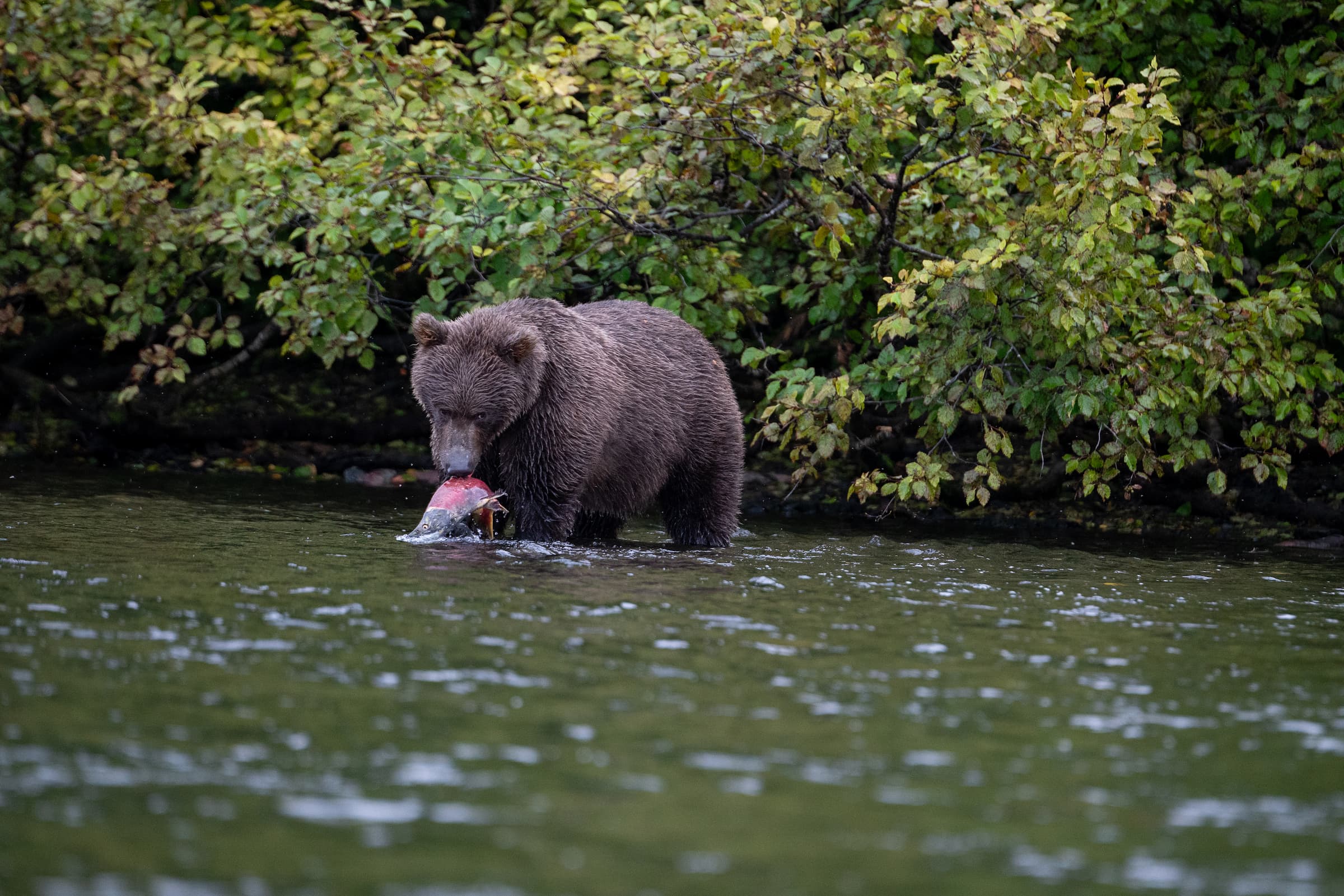 Alaskan Brown Bear Feeding
