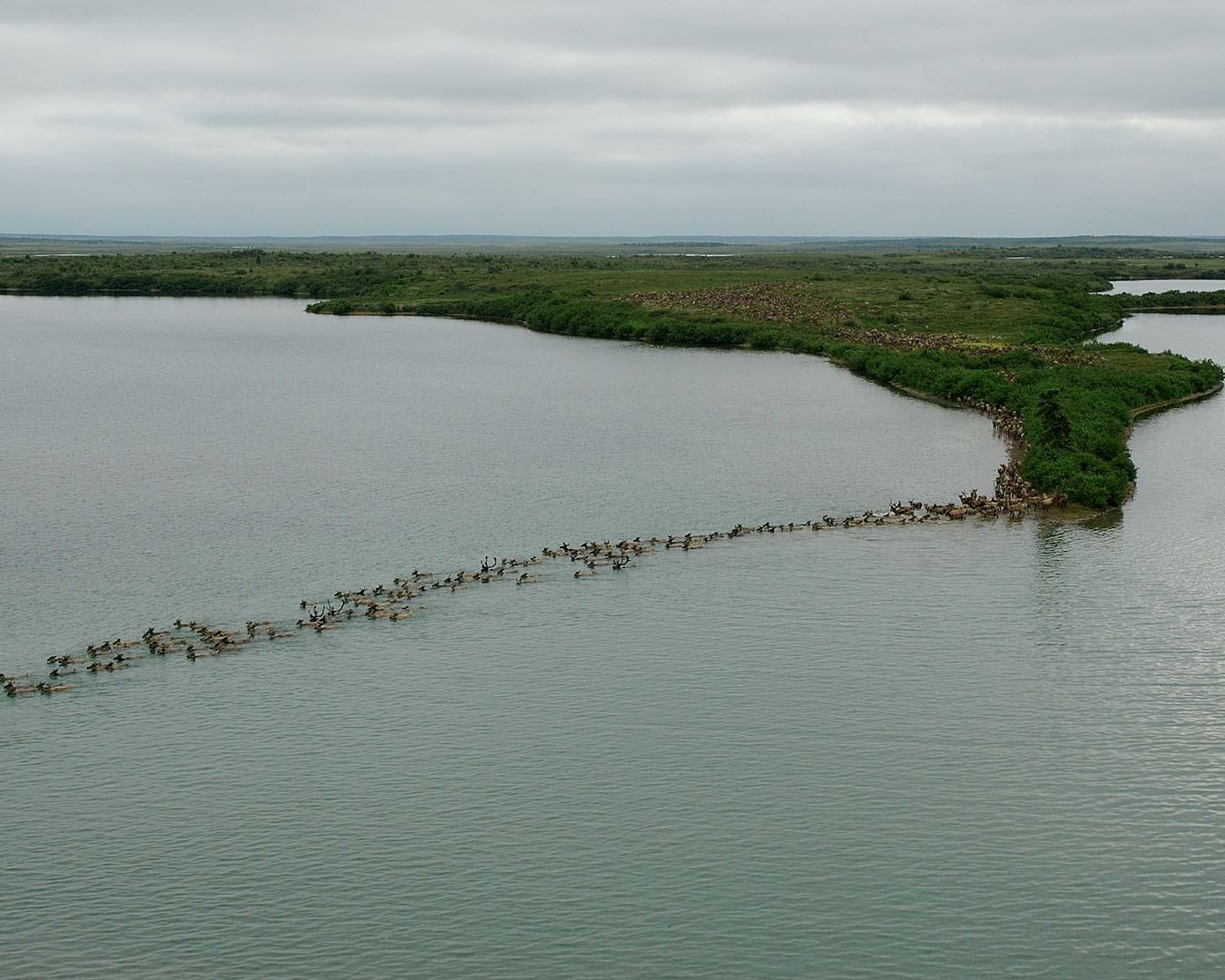 Caribou Migration in Togiak National Wildlife Refuge
