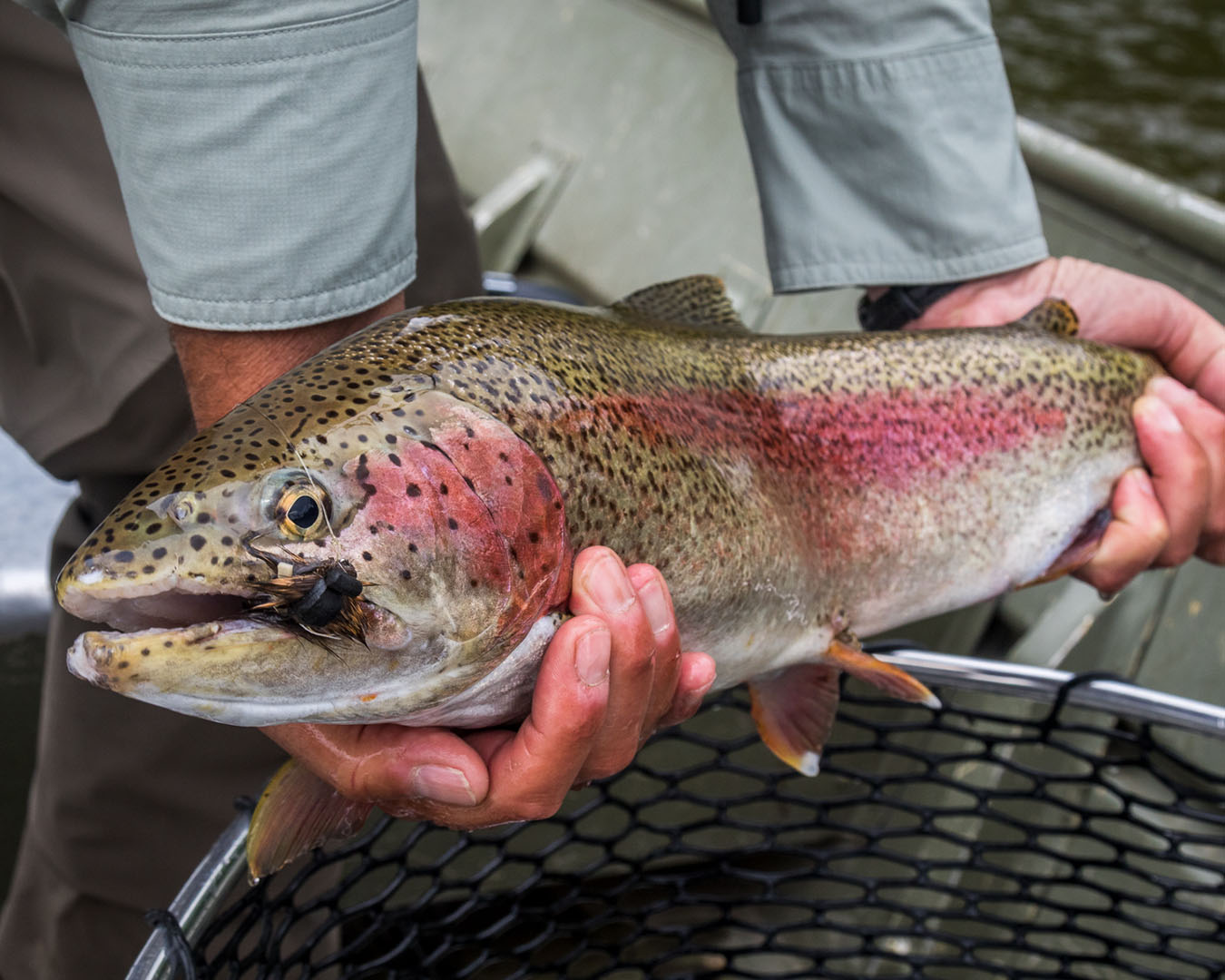 Mousing For Trophy Rainbow Trout in Alaska