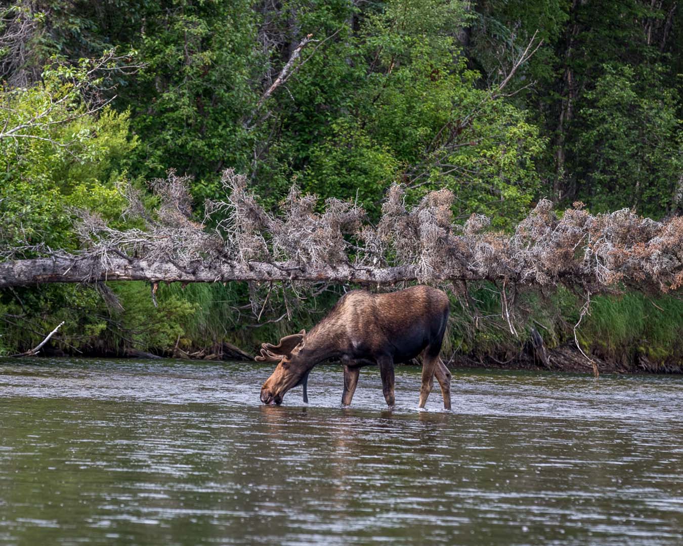 Bull Moose in Alaska