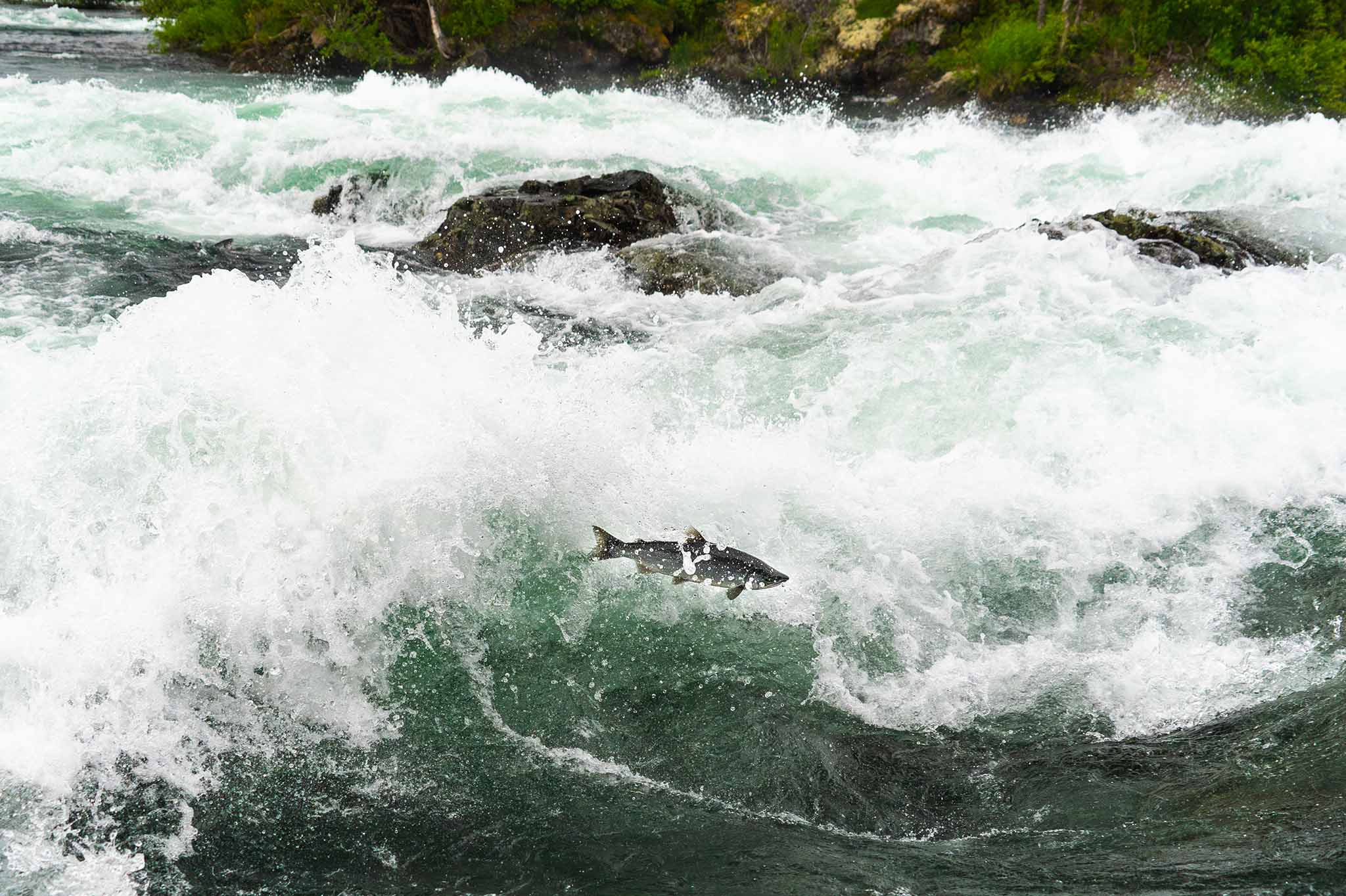 Nuyakuk River Sockeye Salmon