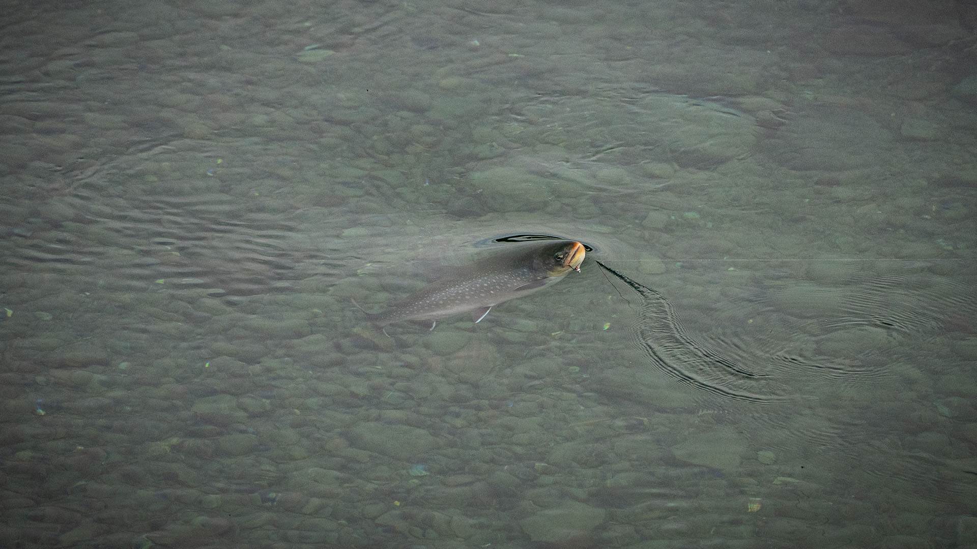 Arctic Char Fighting