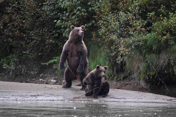 Bear Viewing around Katmai National Park