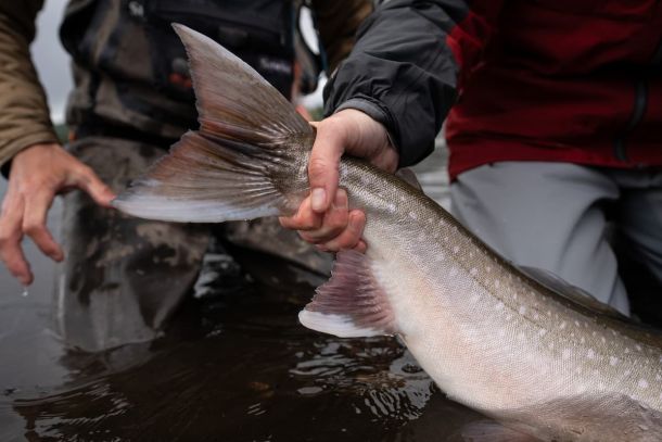 Arctic Char in June