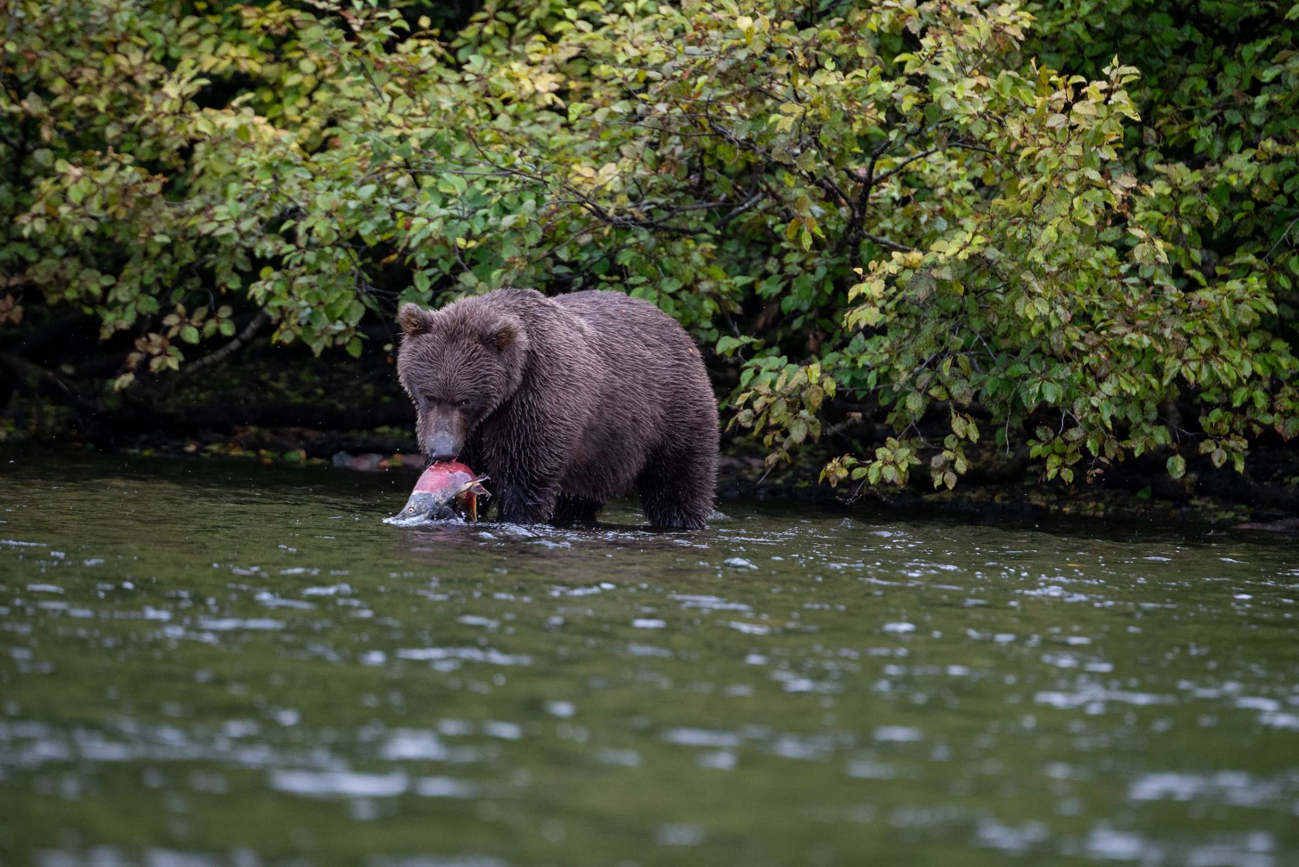 Alaskan Brown Bear Feeding 