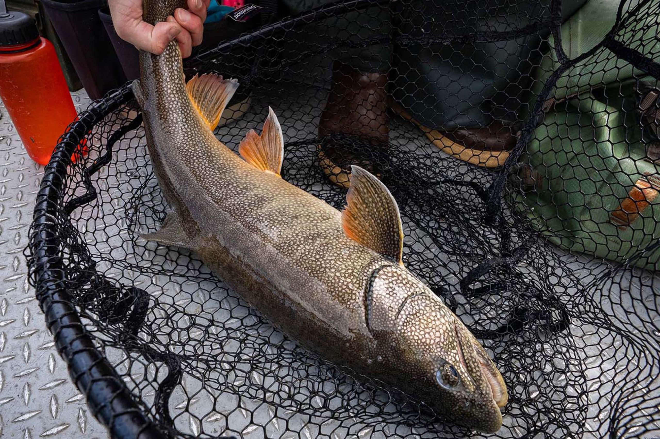 Trophy Lake Trout Tikchik State Park 