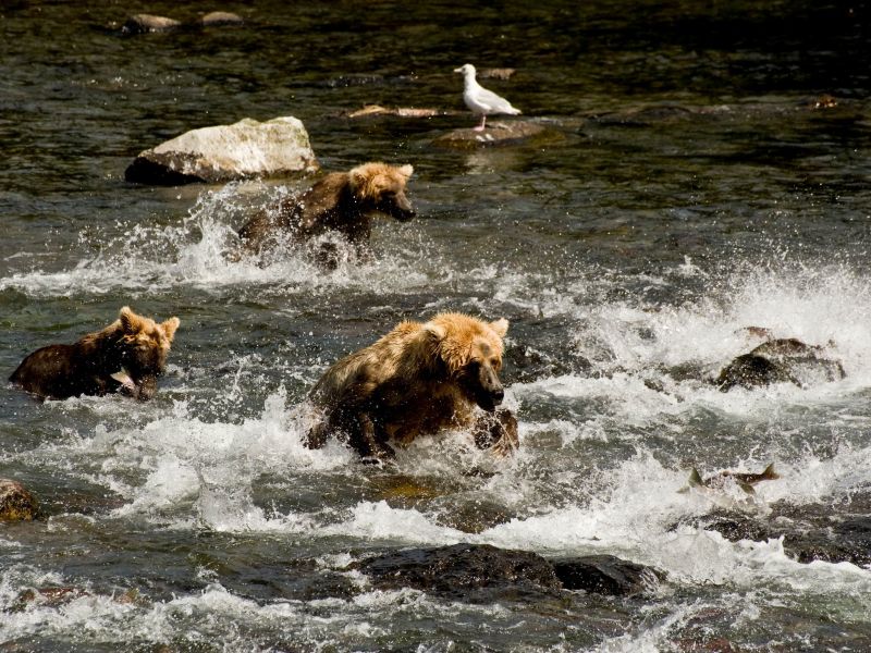 Bear Viewing at Brooks Falls