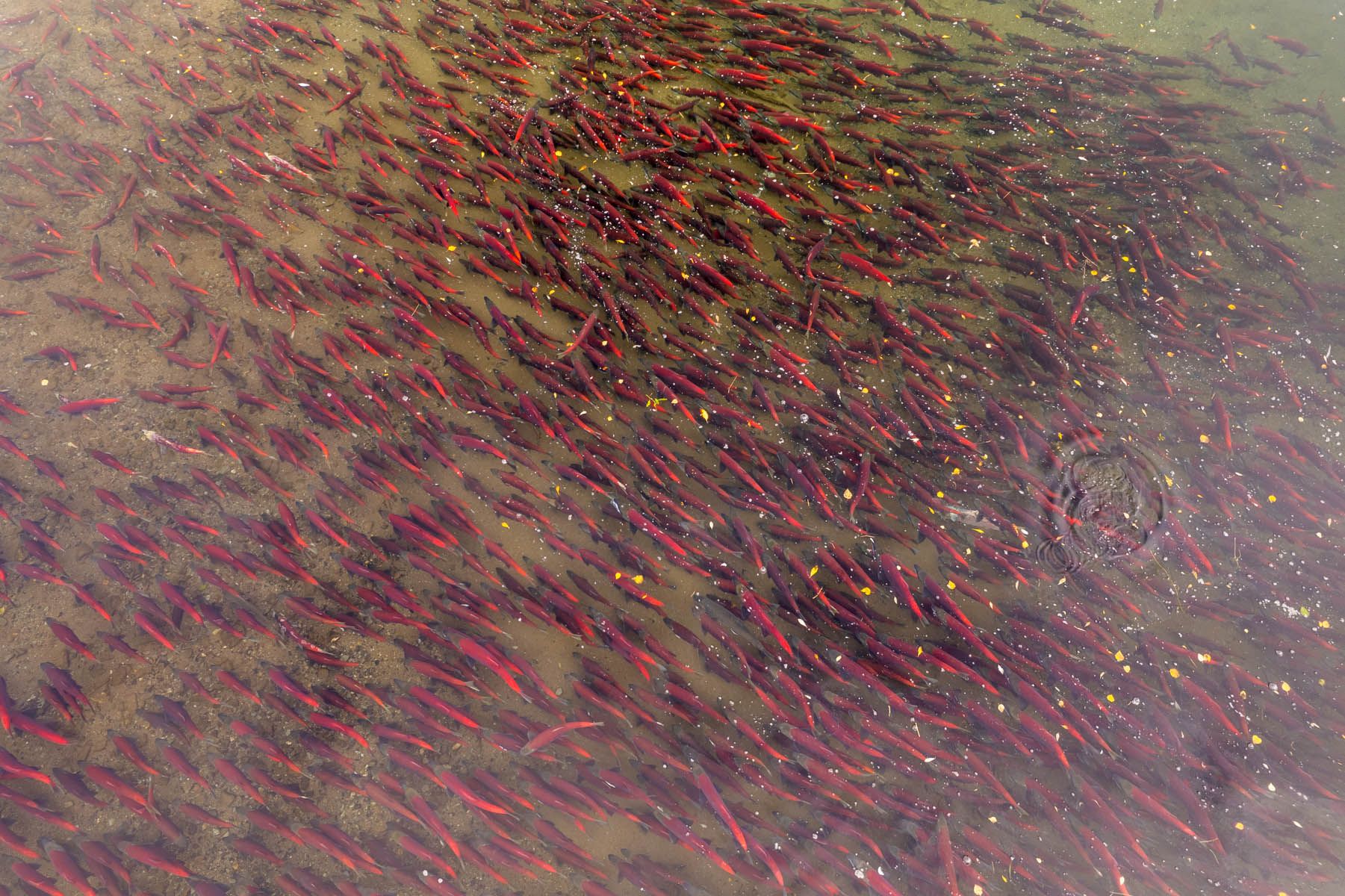 Sockeye Salmon Staged in the Nushagak River Alaska  