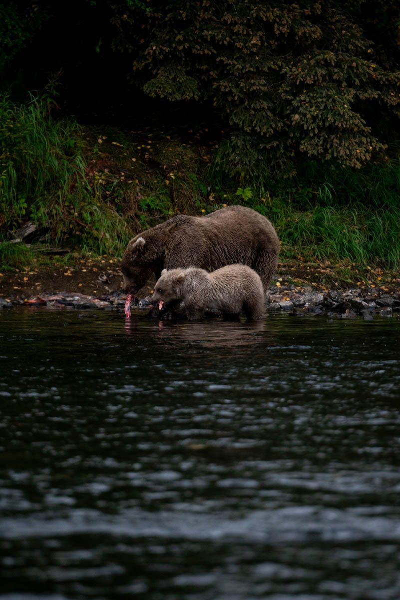 Alaskan brown bear and cub