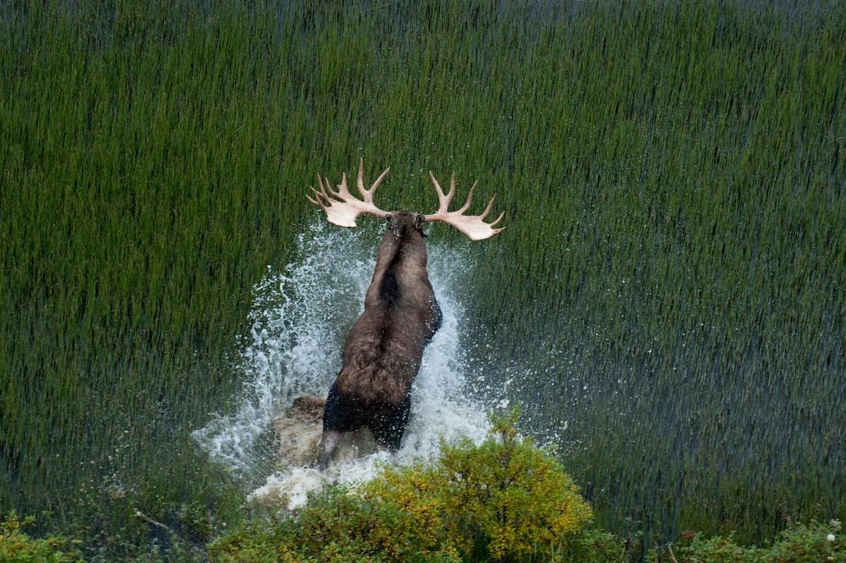 Bull Moose in Alaska 