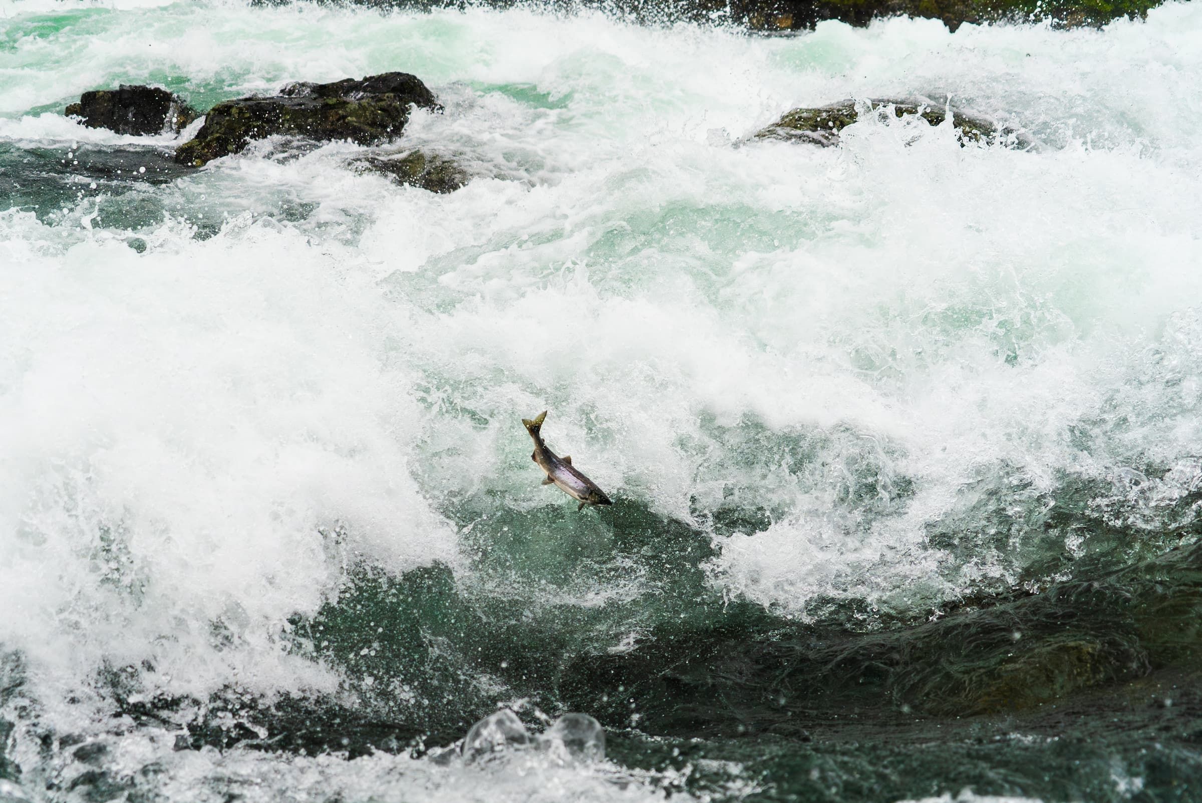 Salmon Jumping Up Waterfall 