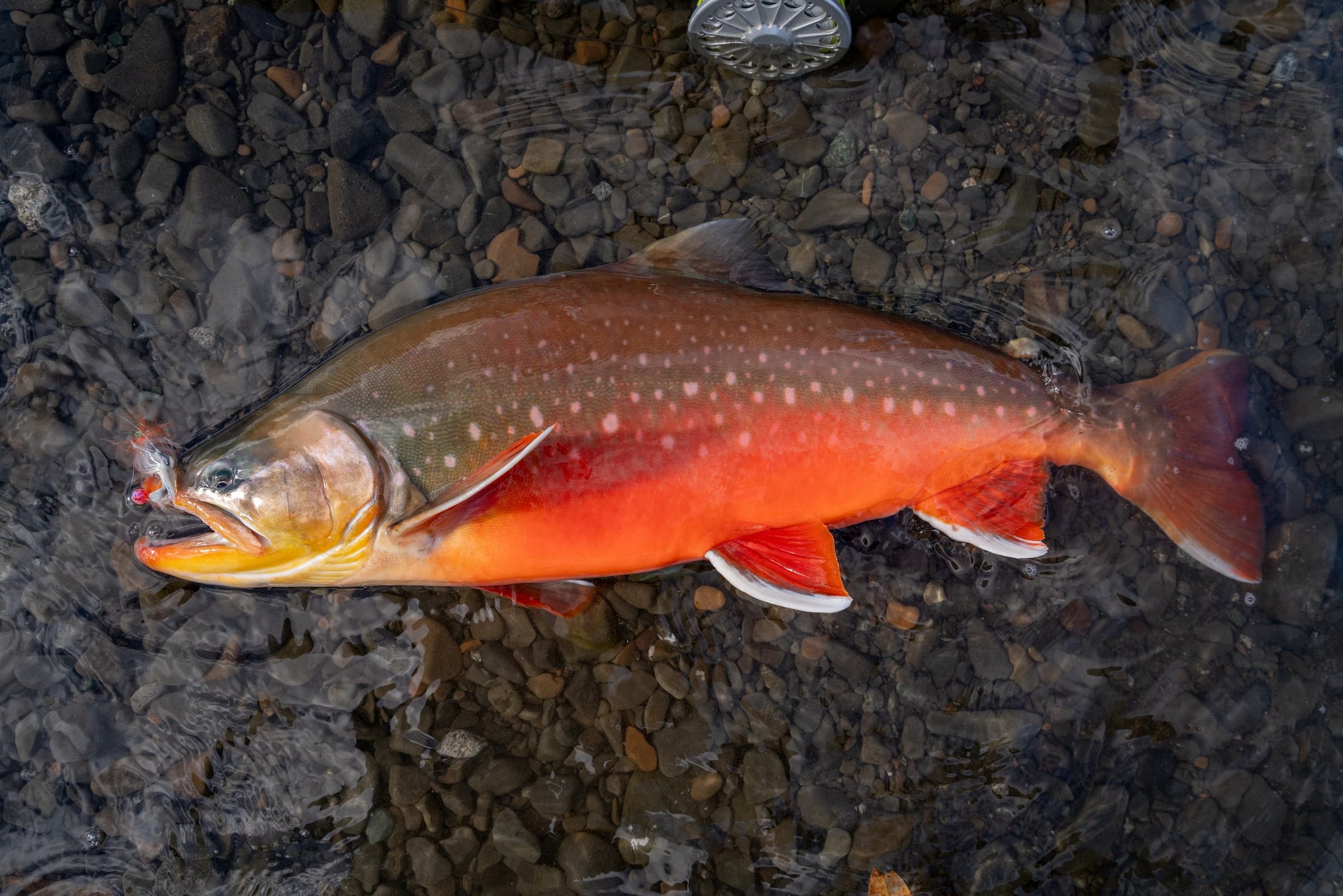 World Class Arctic Char 