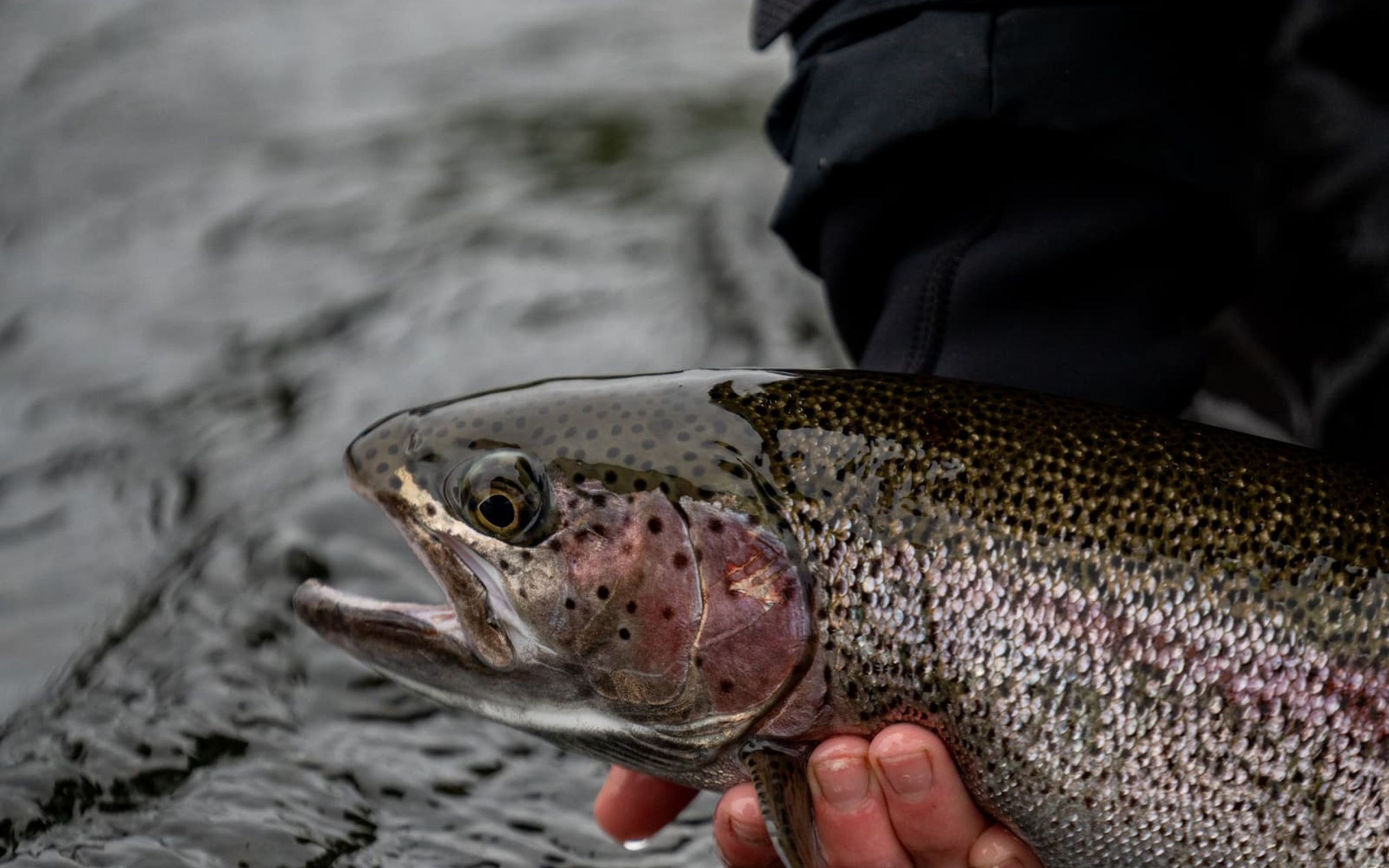 Trophy Alaskan Rainbow Trout  