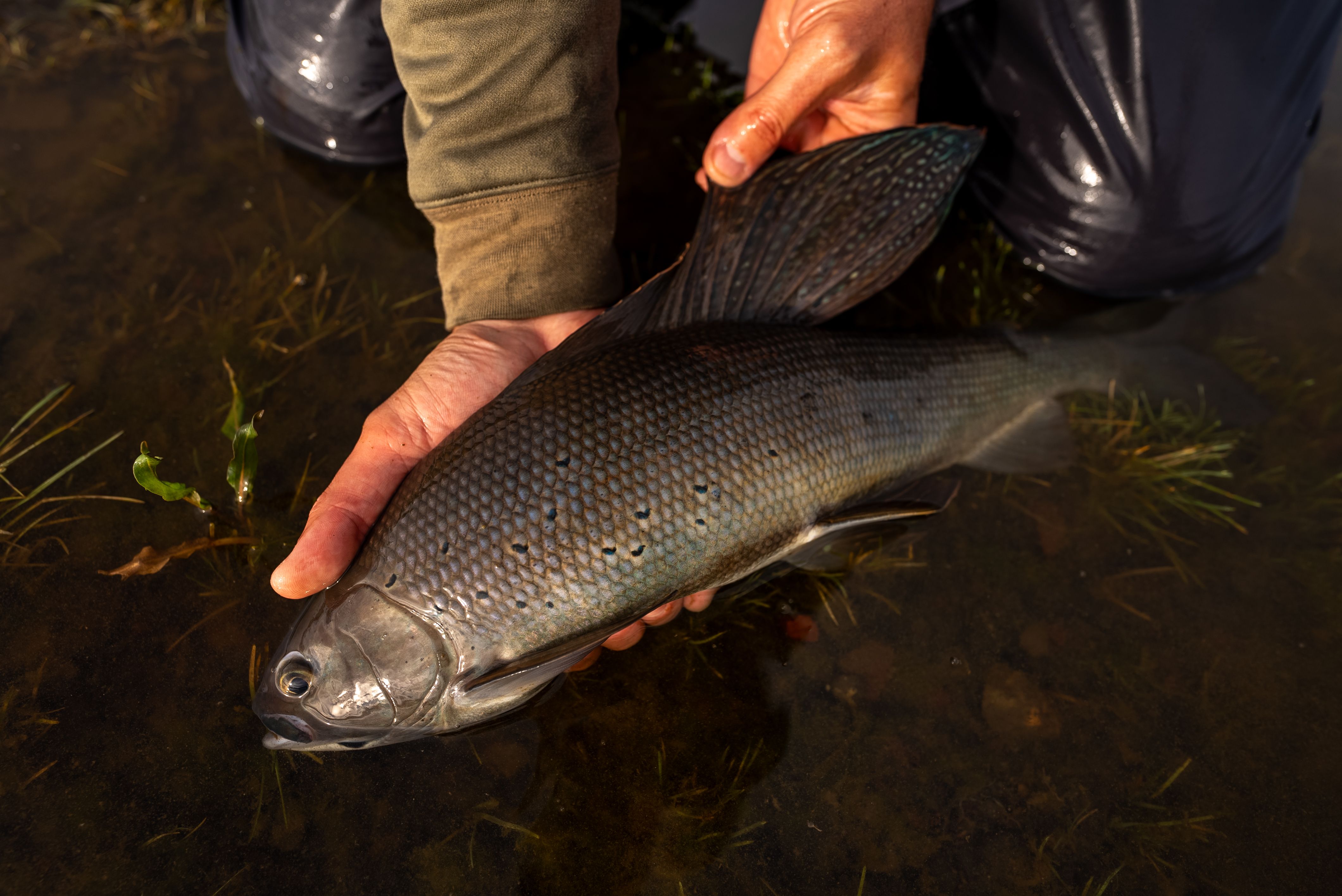 World Record Arctic Grayling 