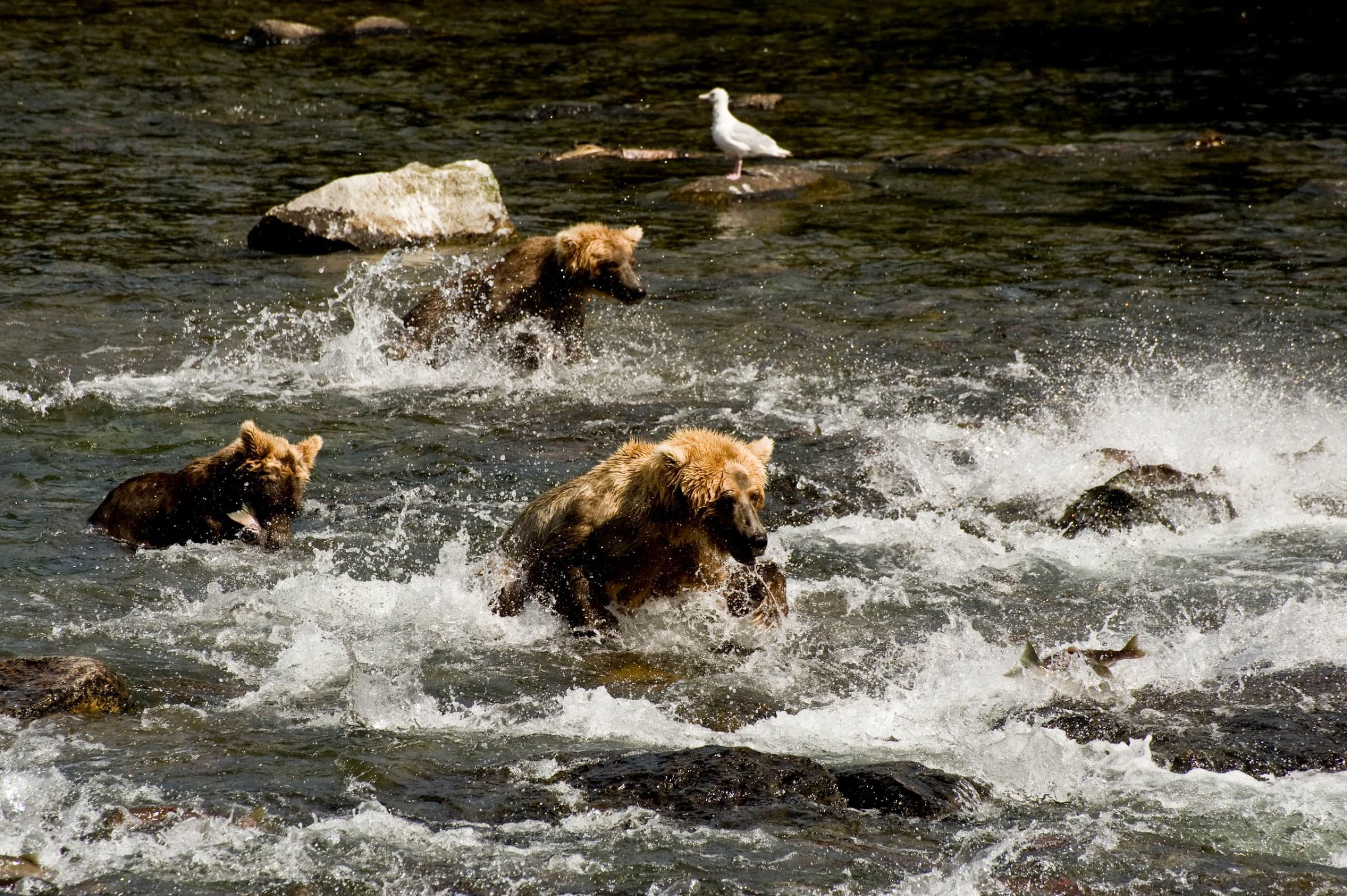 Bear and Cubs Chasing Salmon at Brooks Falls 