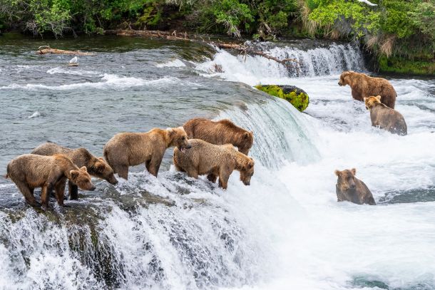 Brooks Falls Bear Gathering 