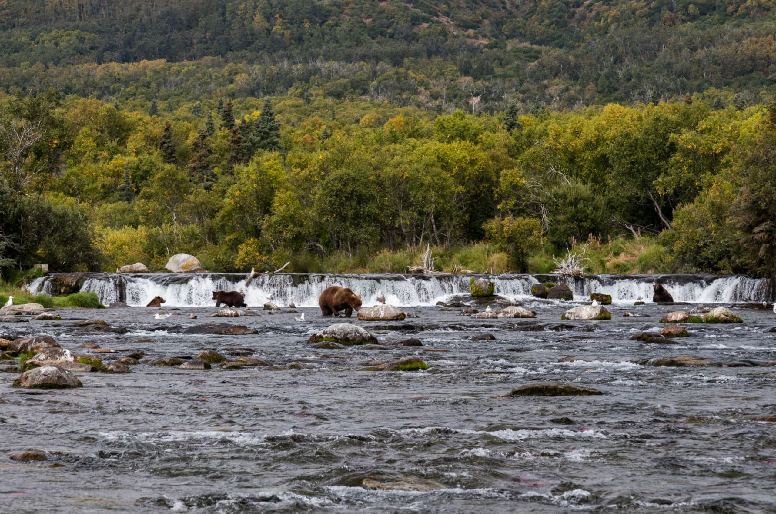 Fall Bear Viewing at Brooks Camp