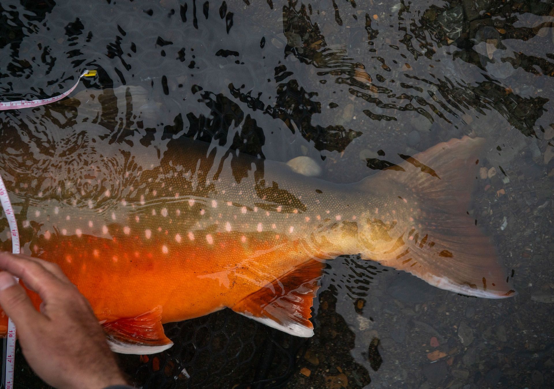 Pumpkin Arctic Char 