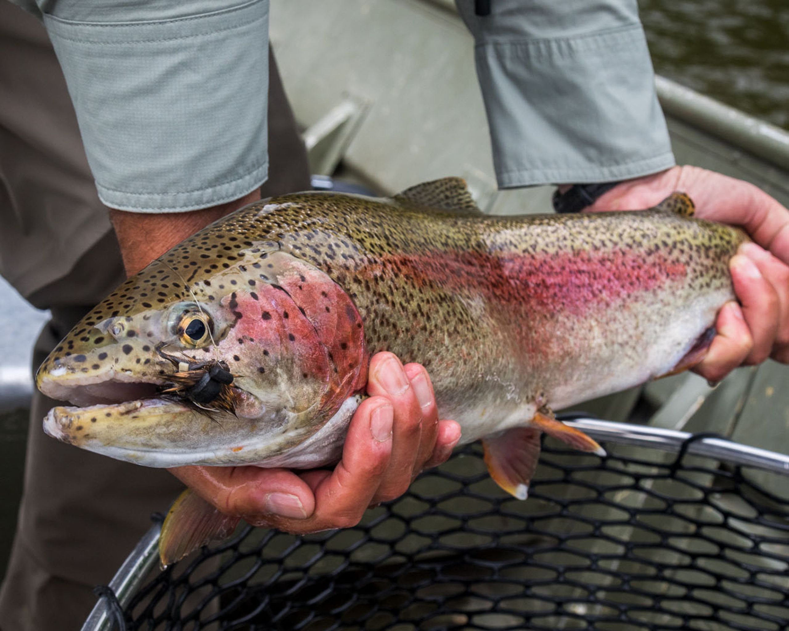 Mousing For Trophy Rainbow Trout in Alaska 