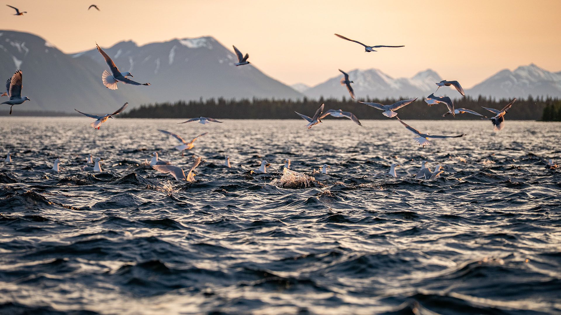 Salmon Smolt Outmigration Alaska