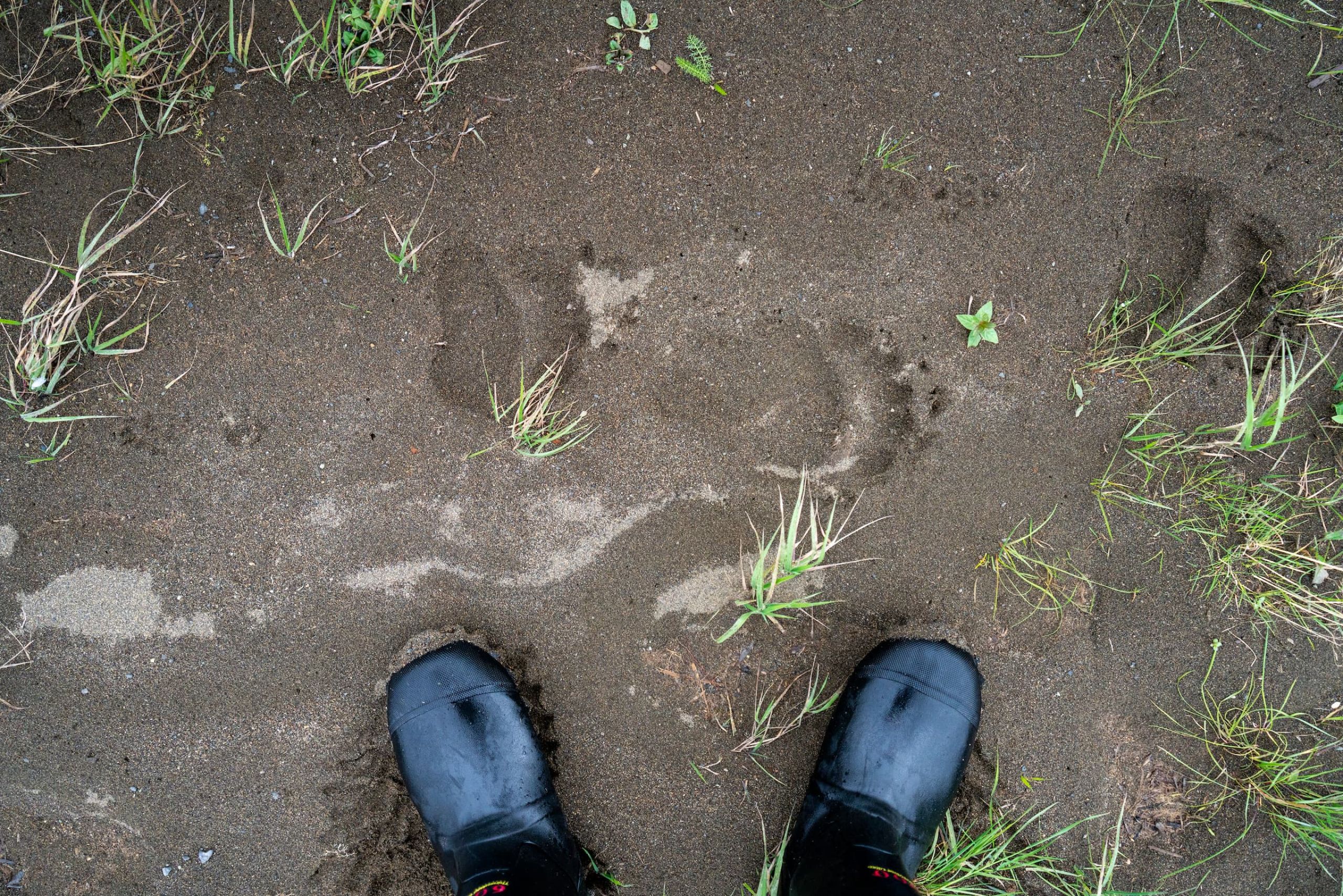 Brown Bear Tracks in Katmai