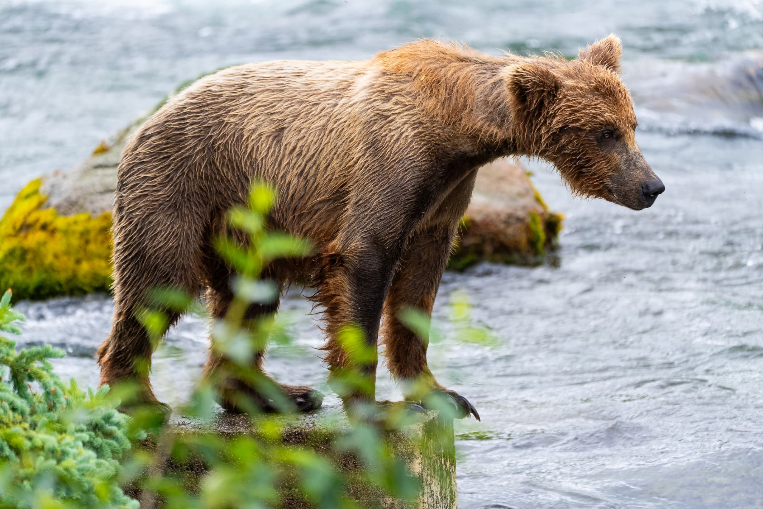 Alaskan Brown Bear Searching for Salmon