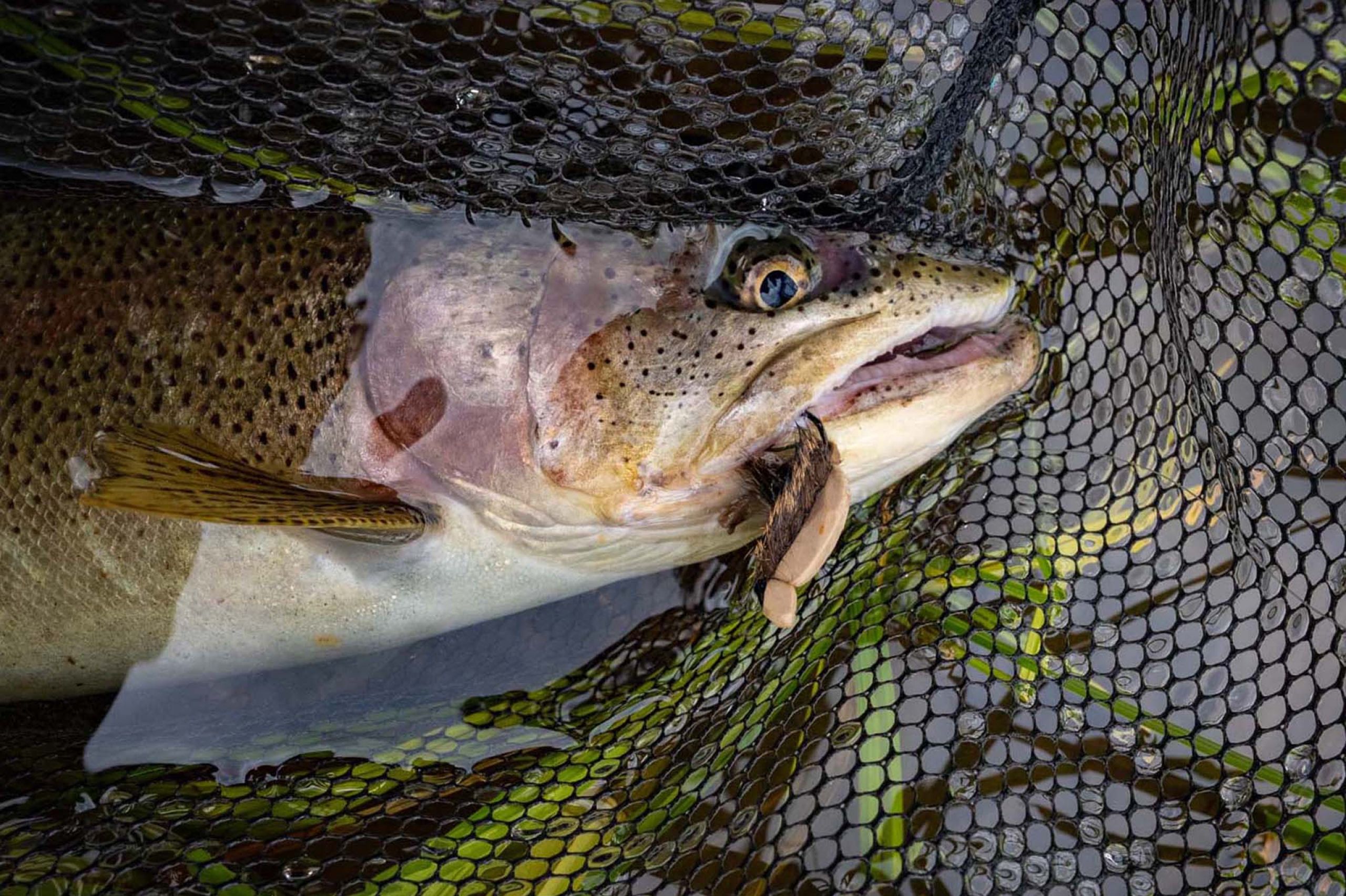 Leopard Rainbow Caught Mouse Pattern