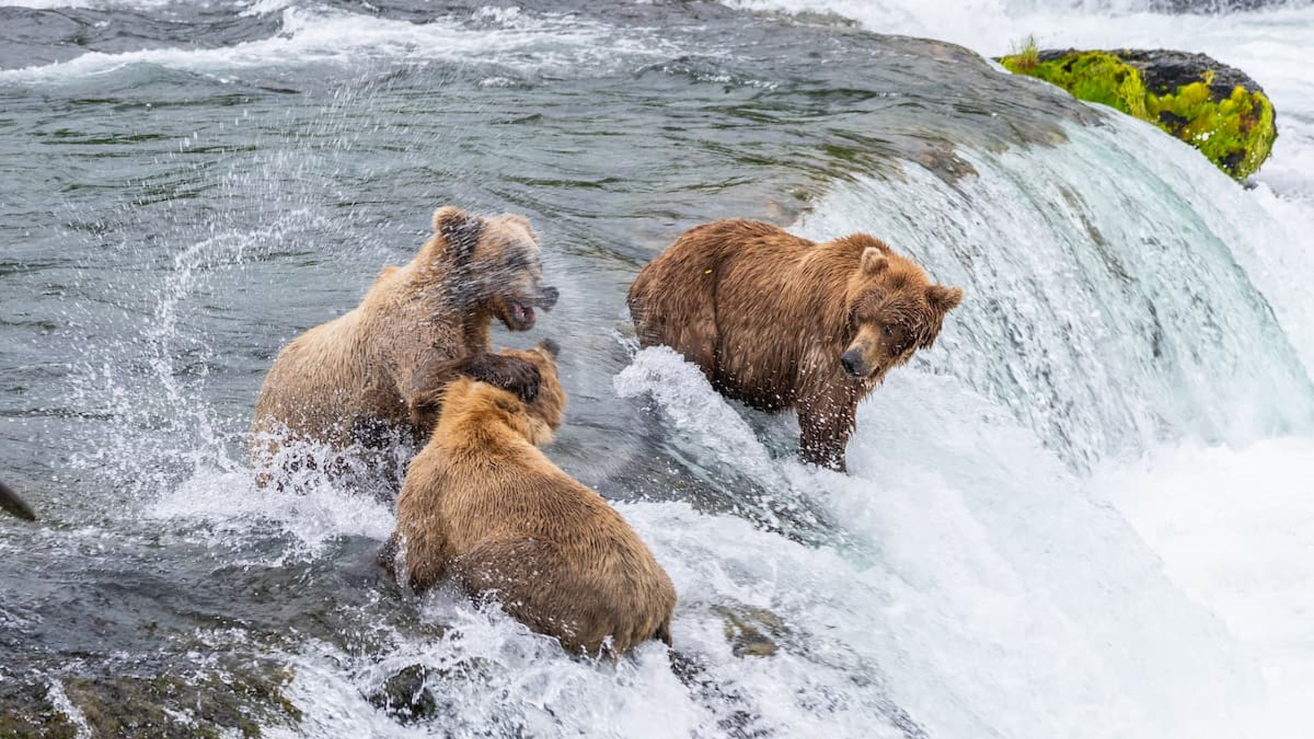 Bear Viewing at Brooks Falls 