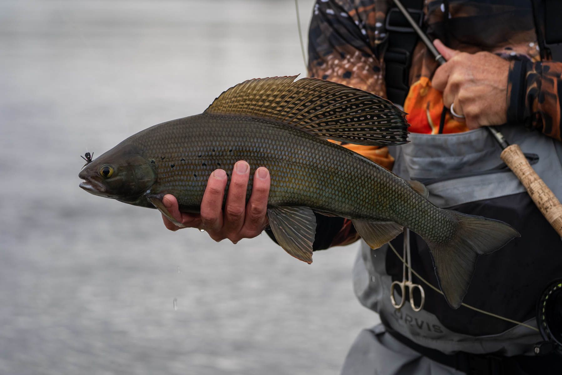 Dry Fly Fishing for Arctic Grayling in Alaska 