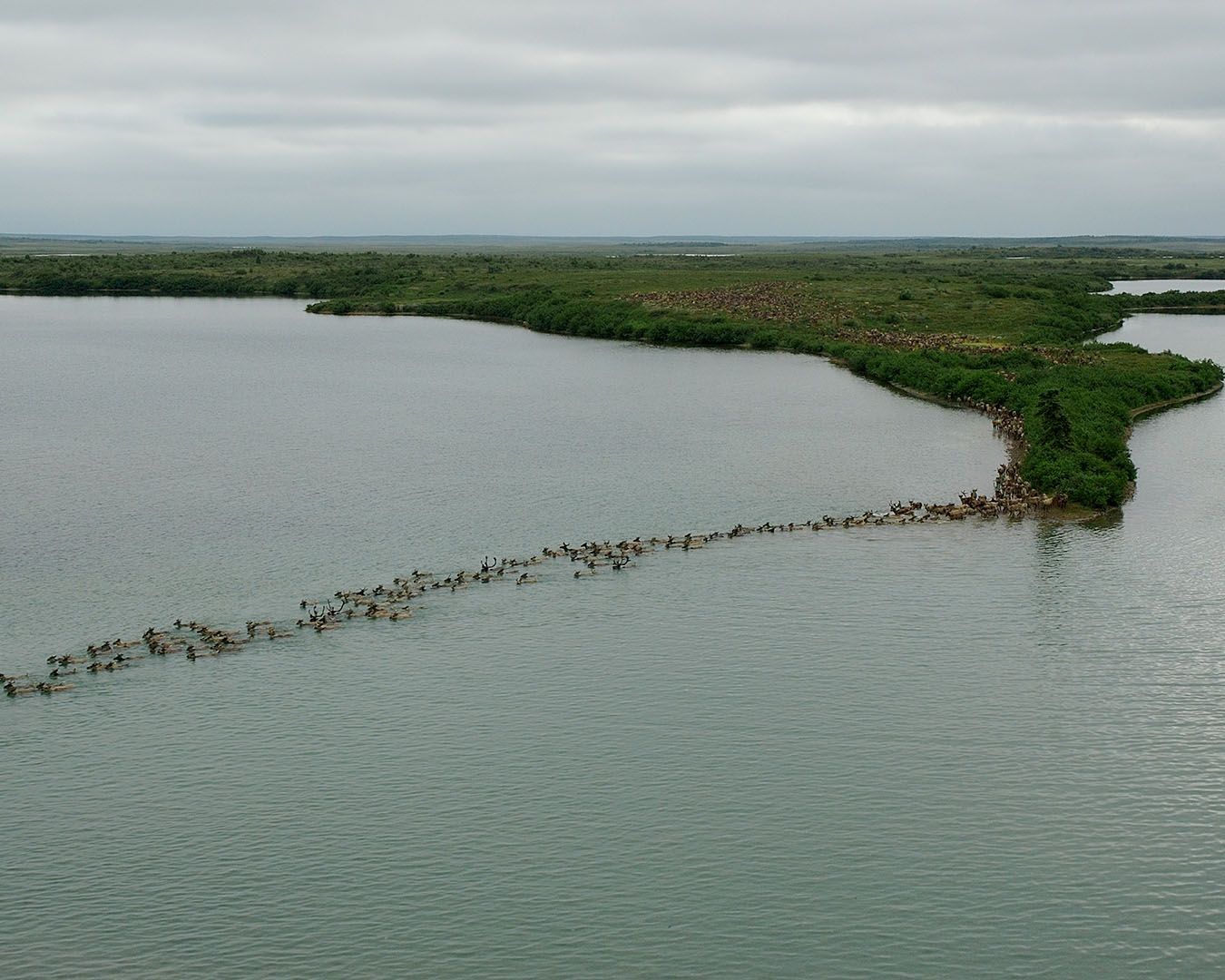 Caribou Migration in Togiak National Wildlife Refuge 