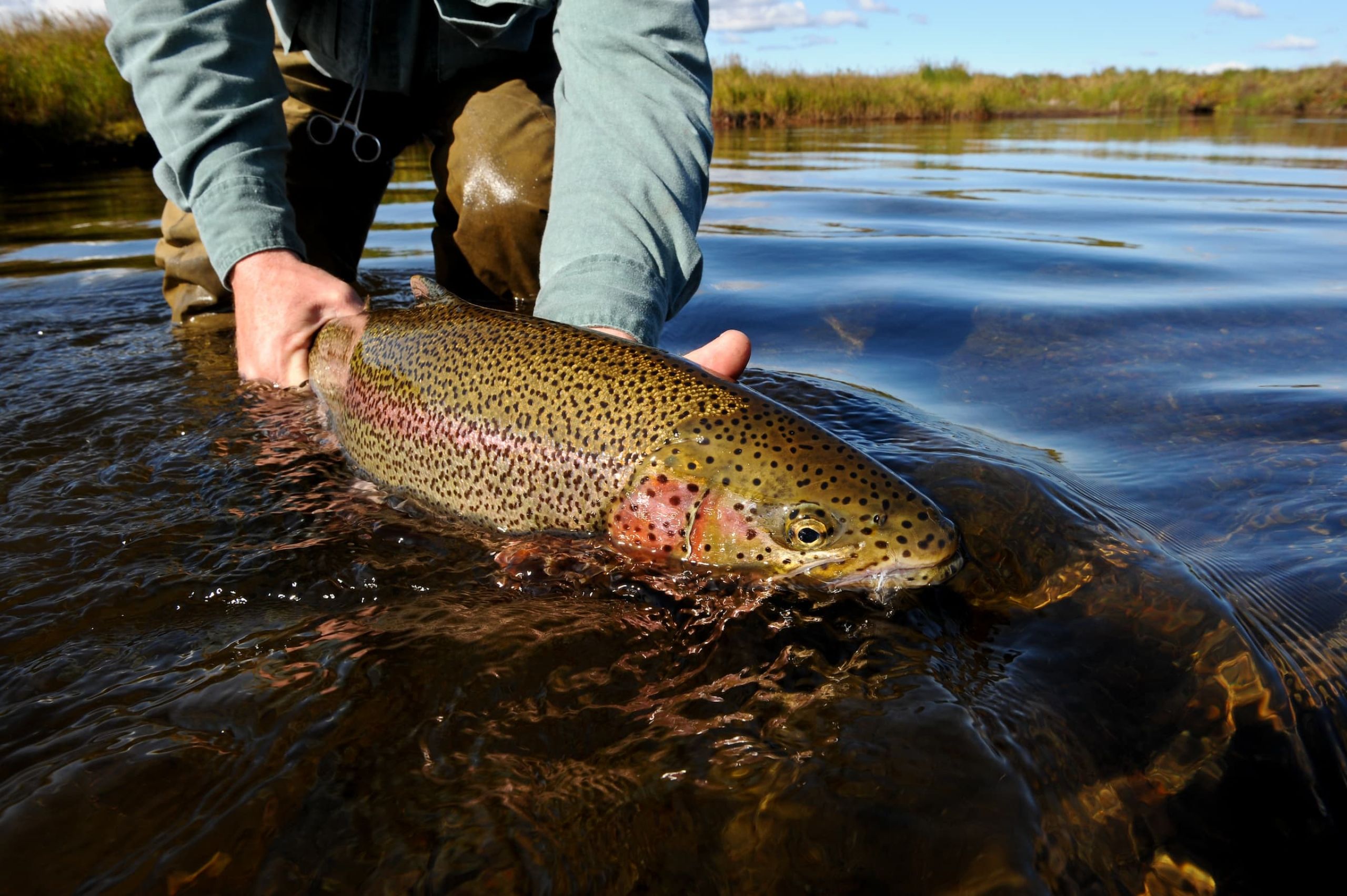 Fishing for Rainbow trout Mid Season in Alaska 