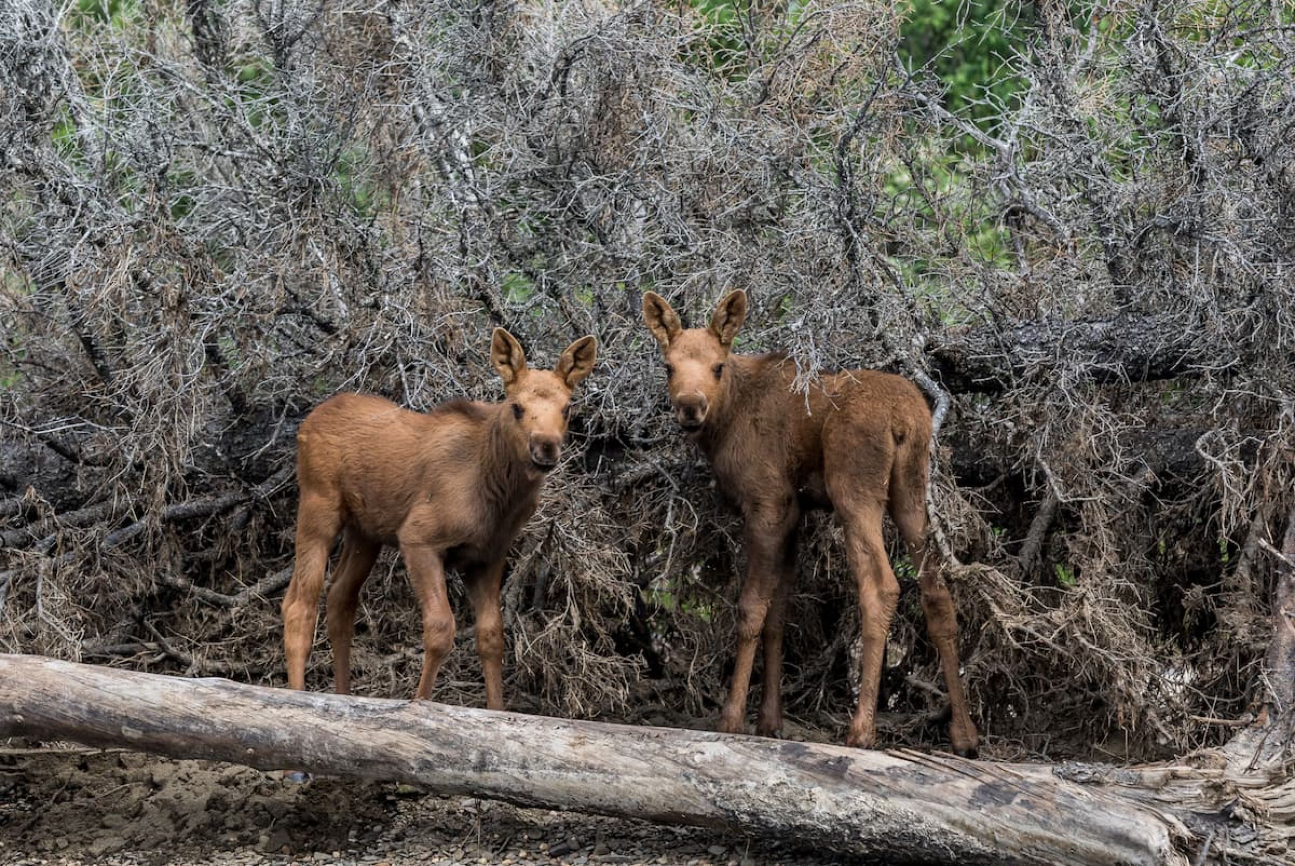 Baby Moose