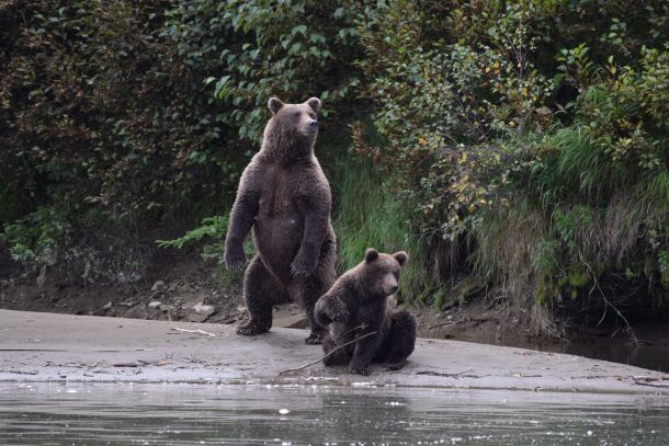 Bear Viewing around Katmai National Park 