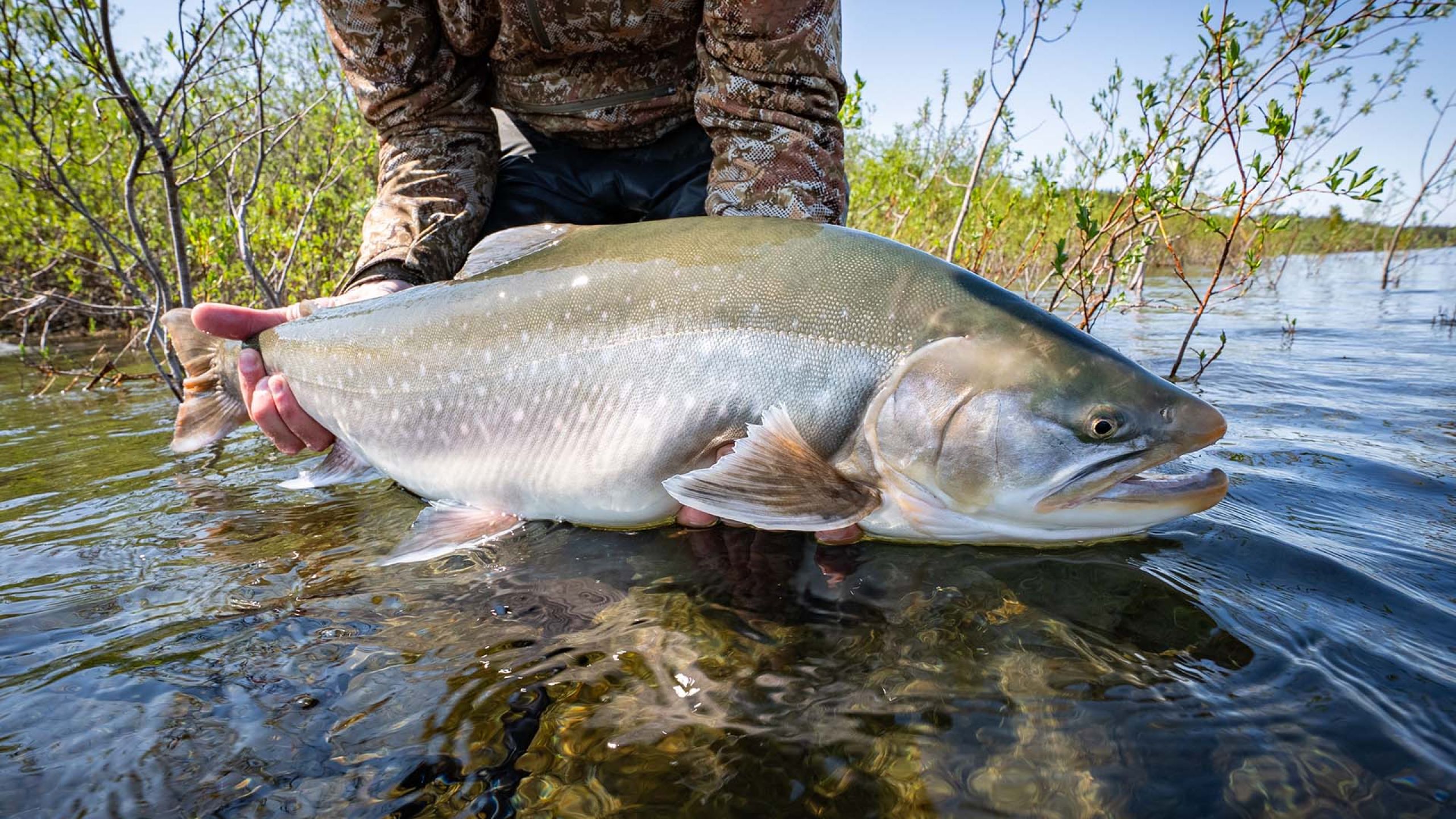 Trophy Arctic Char in June