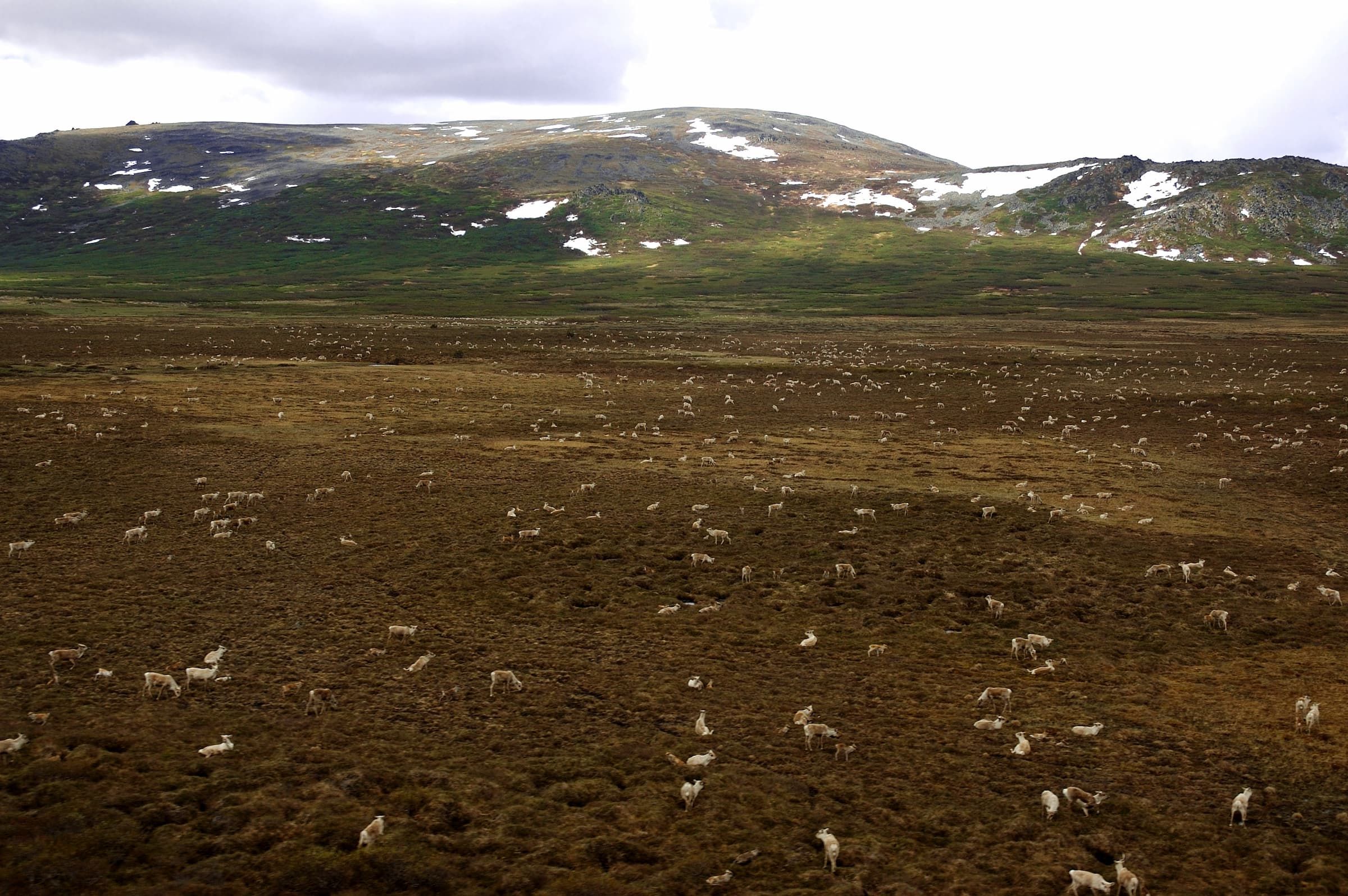 Caribou in Togiak National Wildlife Refuge 