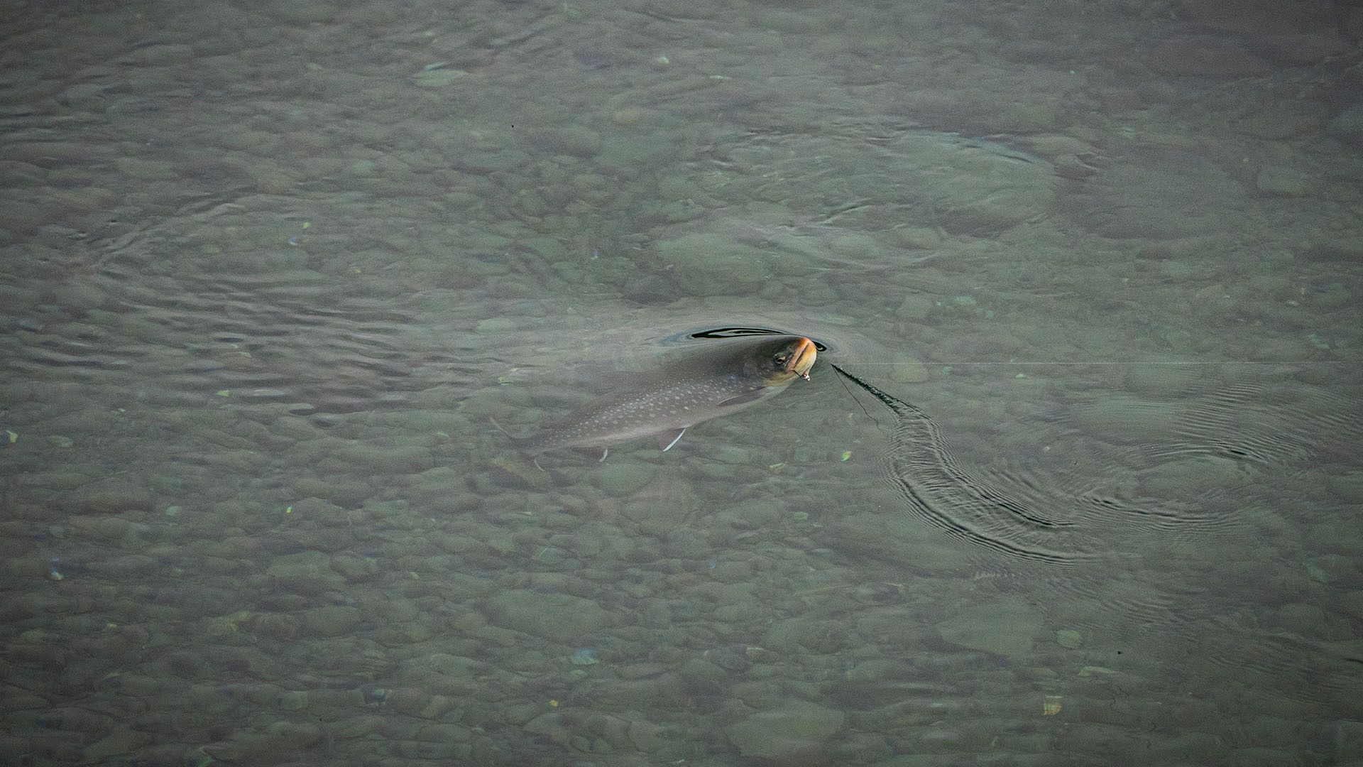 Arctic Char Fighting 