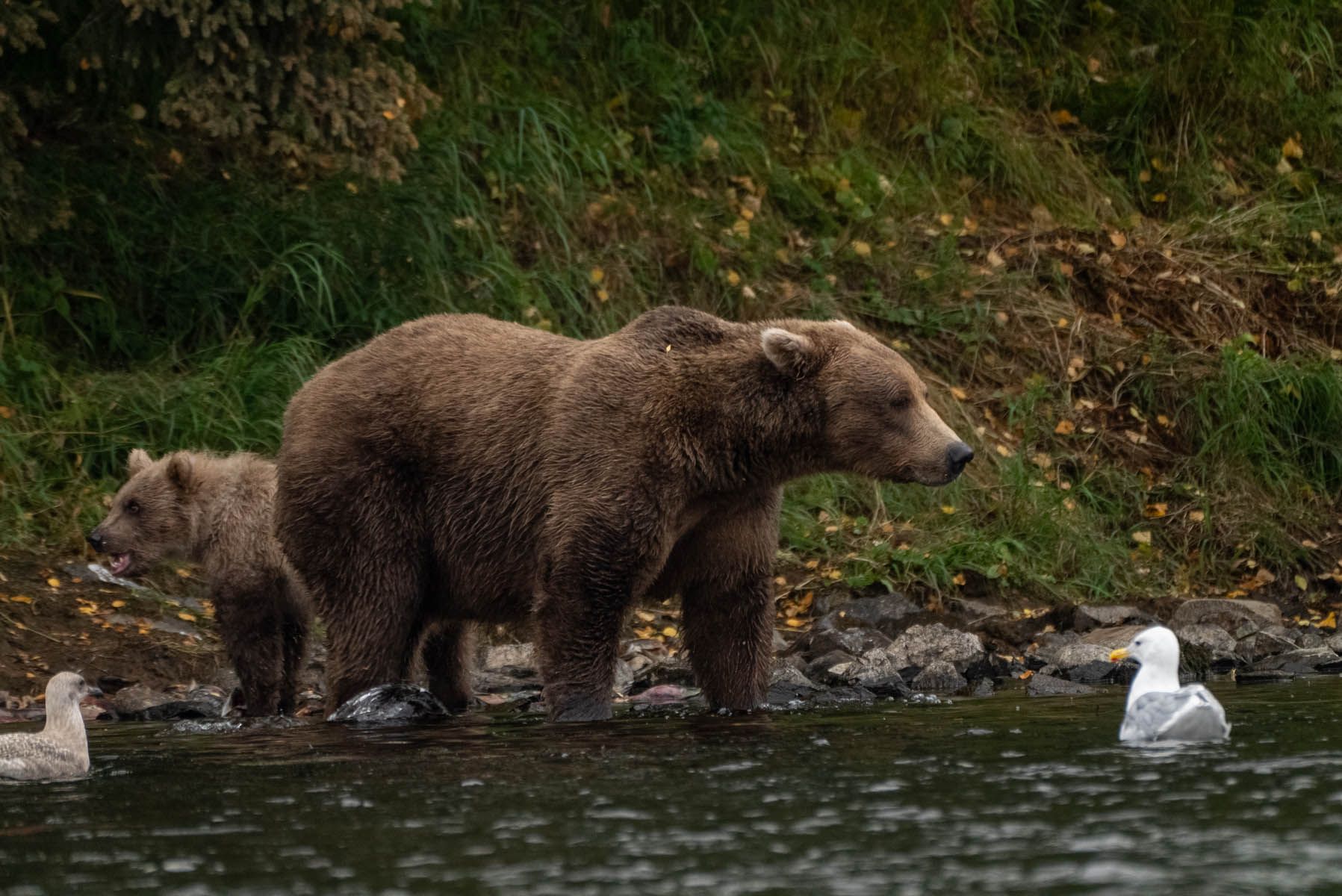 Brown Bear Feeding 