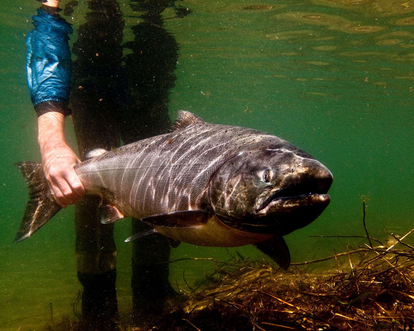 King Salmon Fishing