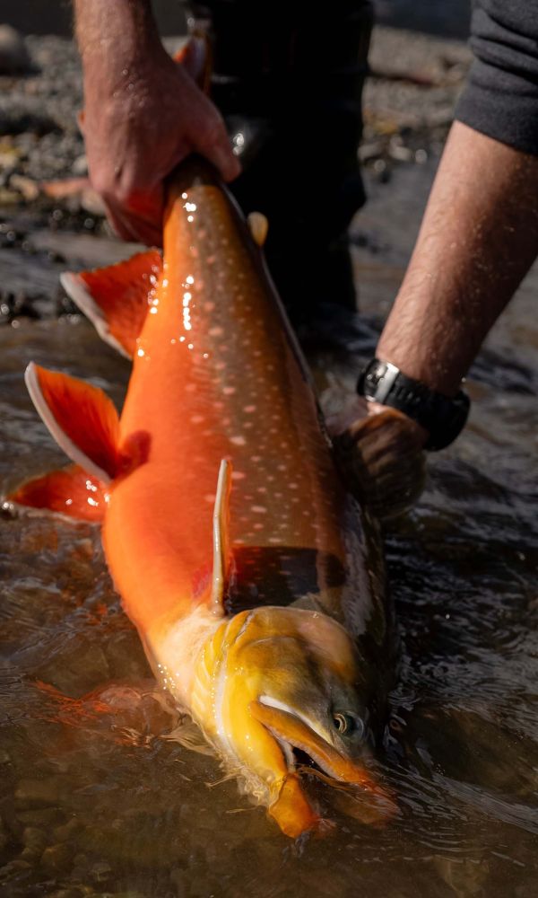 Catch and Release Rainbow Trout Fishing in Alaska 