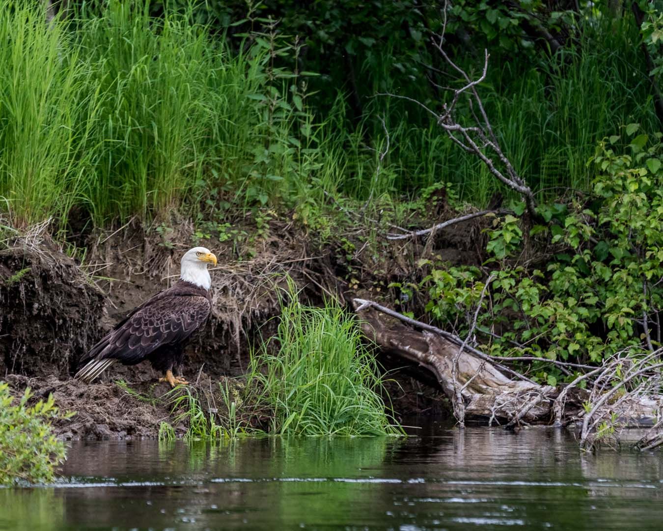 Bald Eagle Bird Viewing 