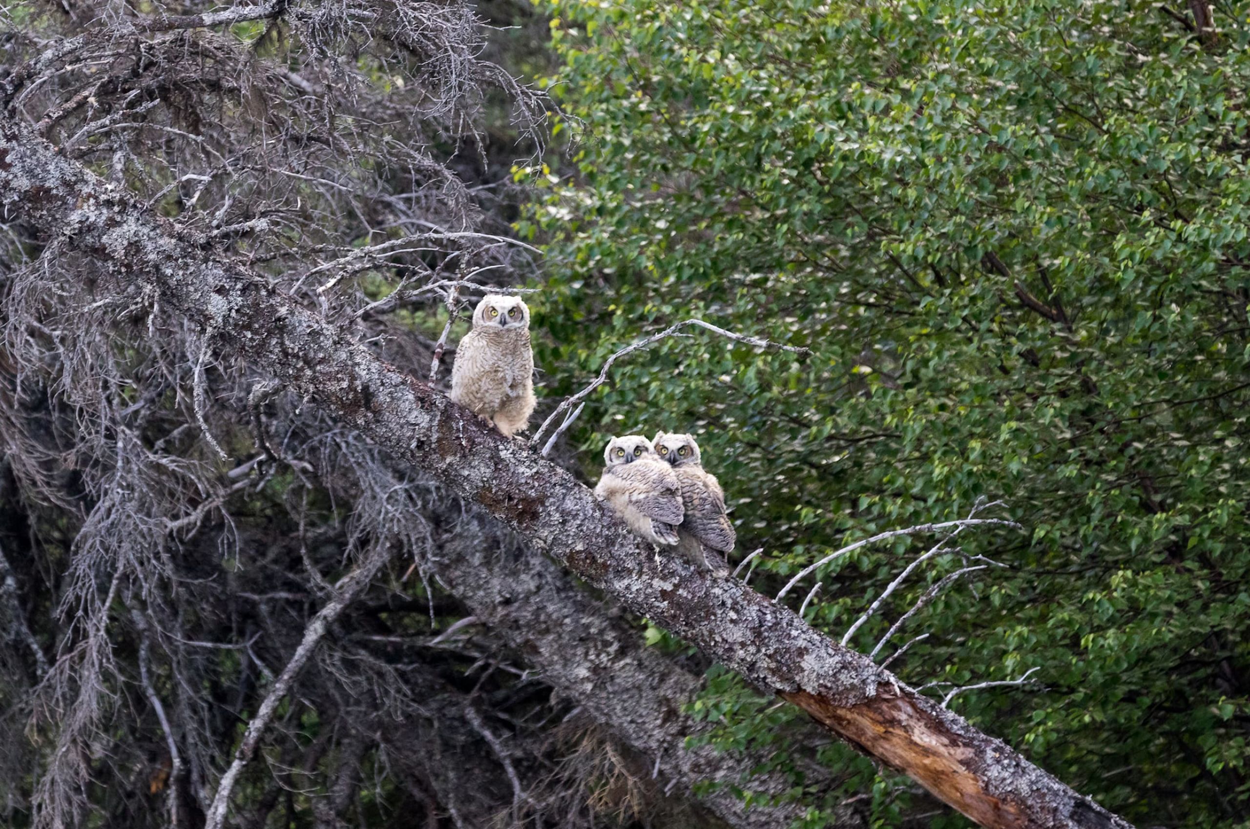 Owls Roosting in Alaska