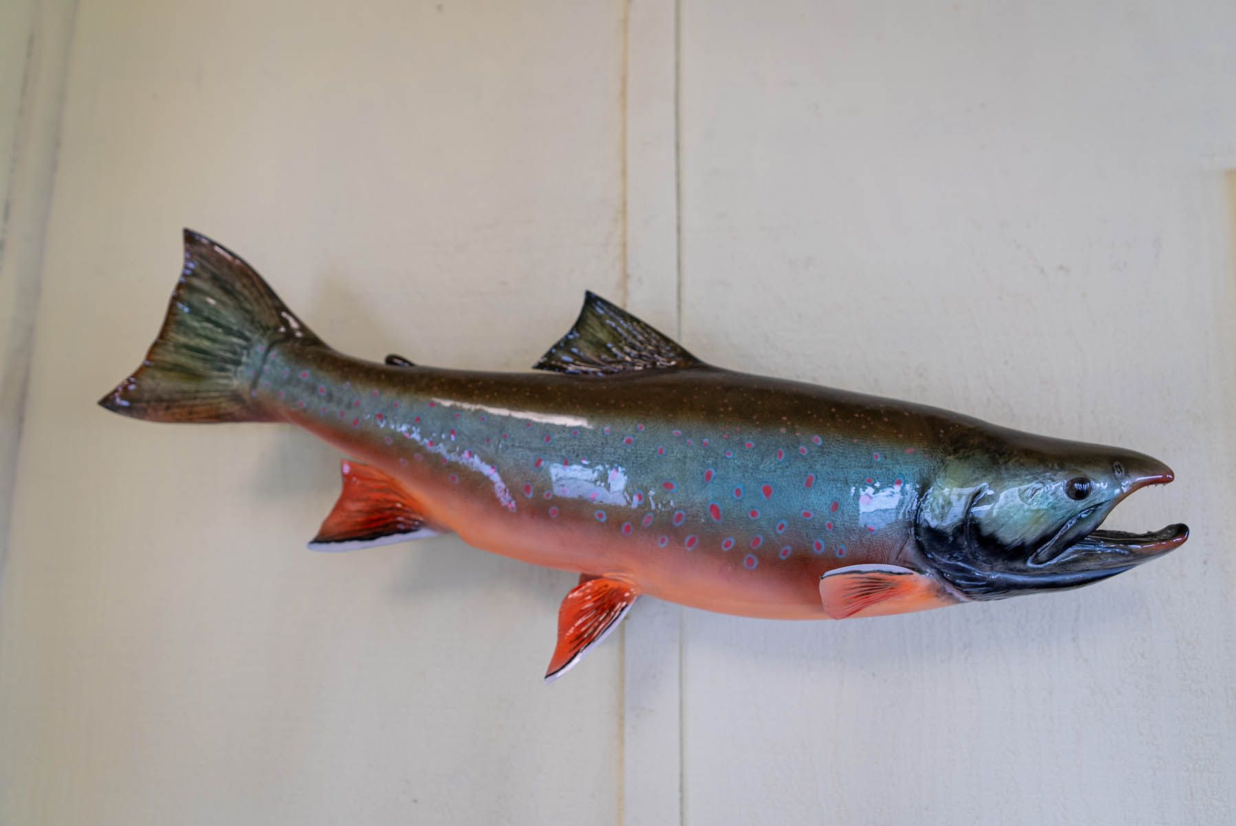 Trophy Dolly Varden Fish Mount