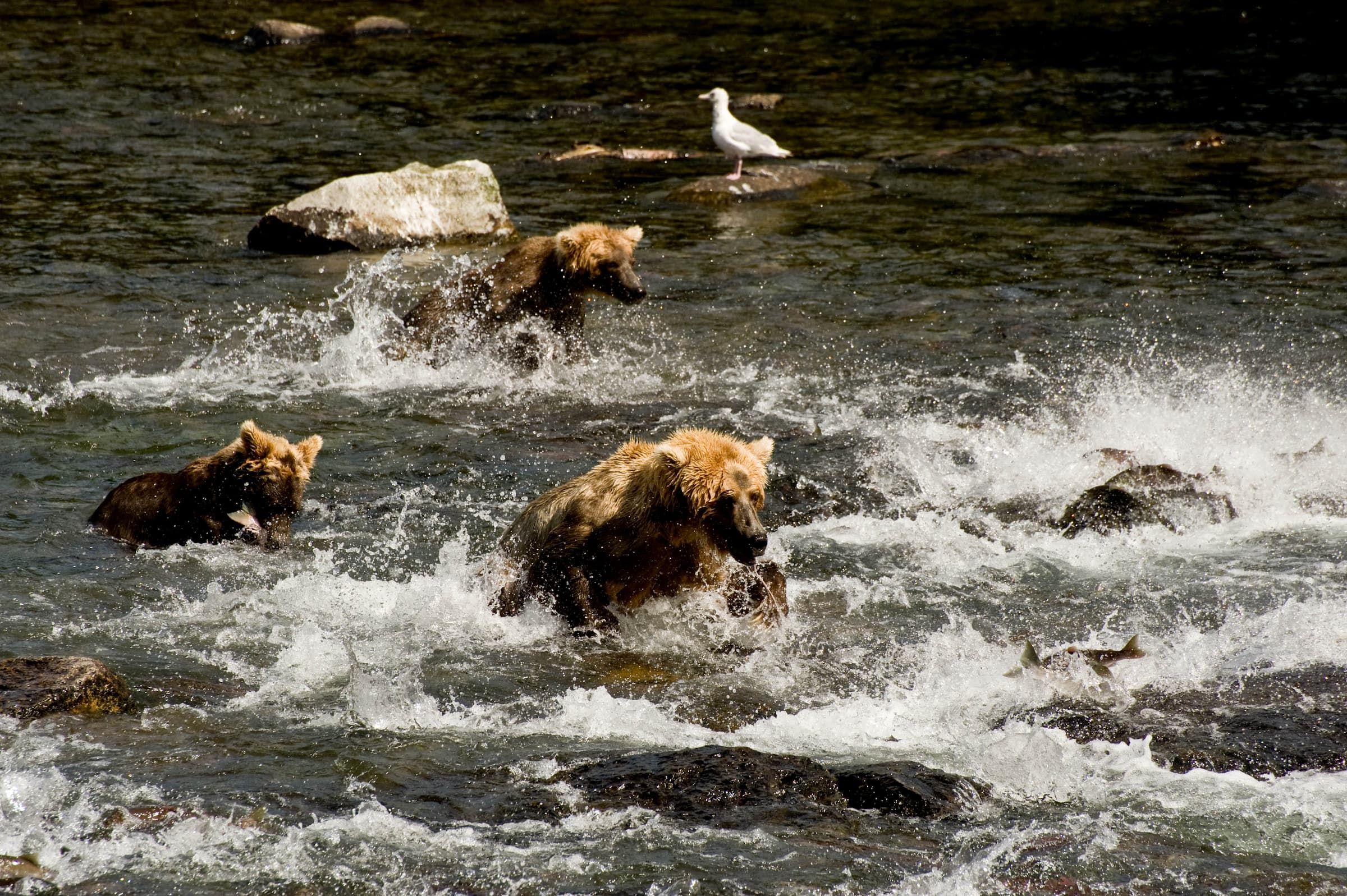 Bear Viewing at Brooks Falls in Katmai 