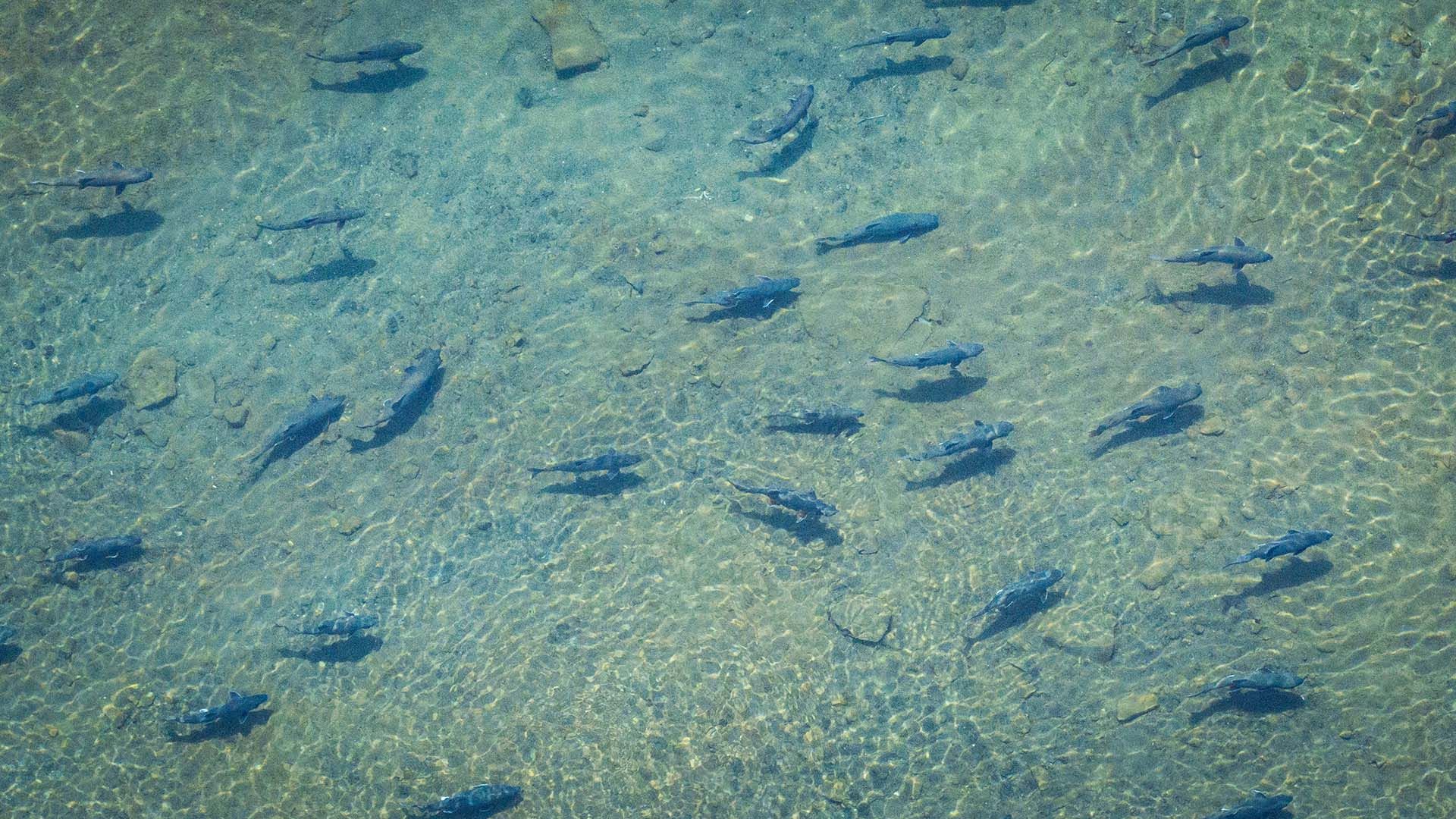 Char and Lake Trout Ambushing Salmon Smolt 