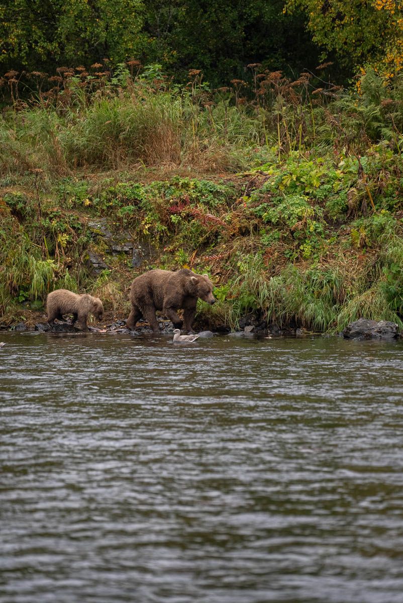 Bear Viewing 